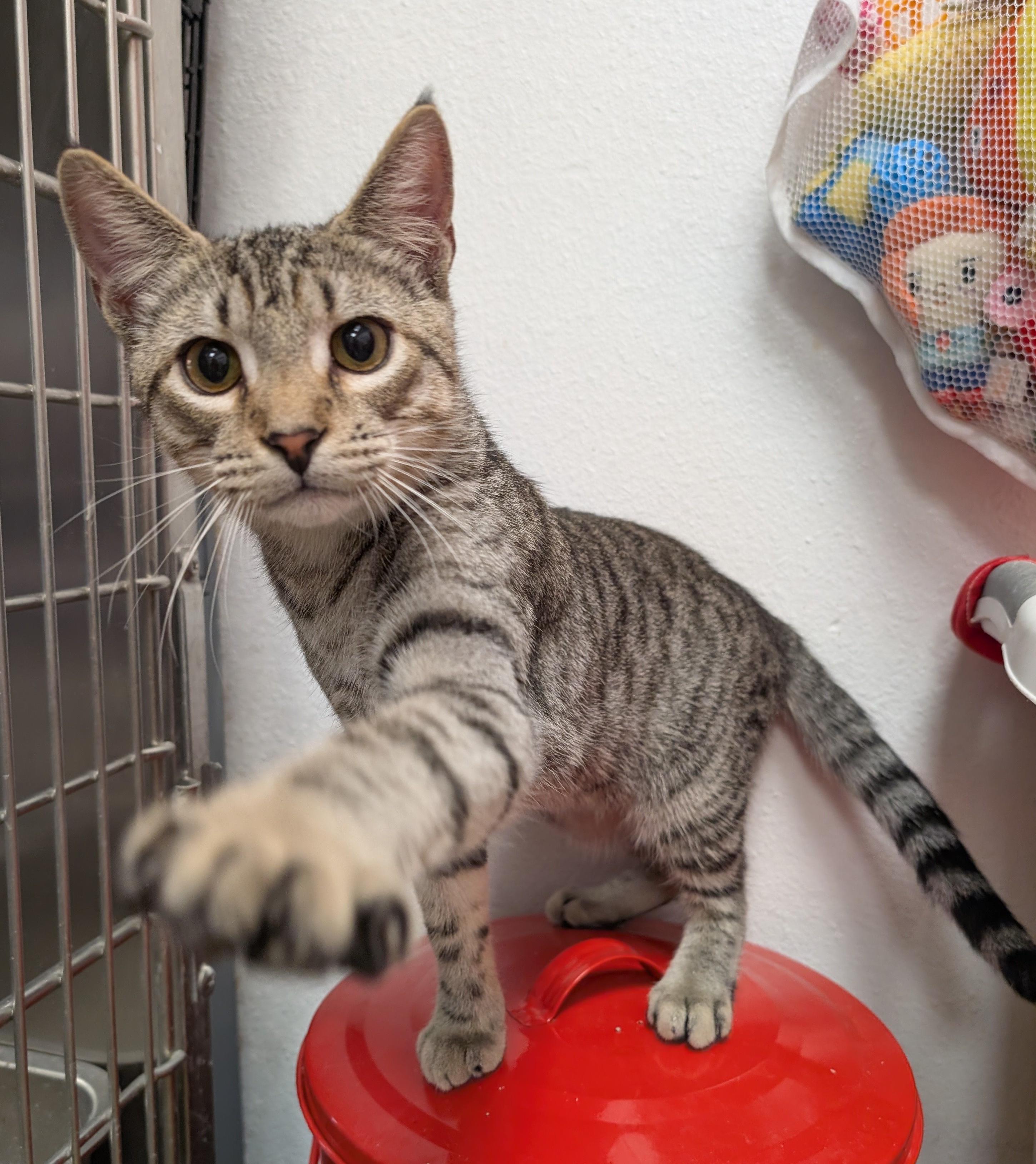 Enlarge Lufi, a Adopted Domestic Short Hair in Smithfield, NC image 1/6