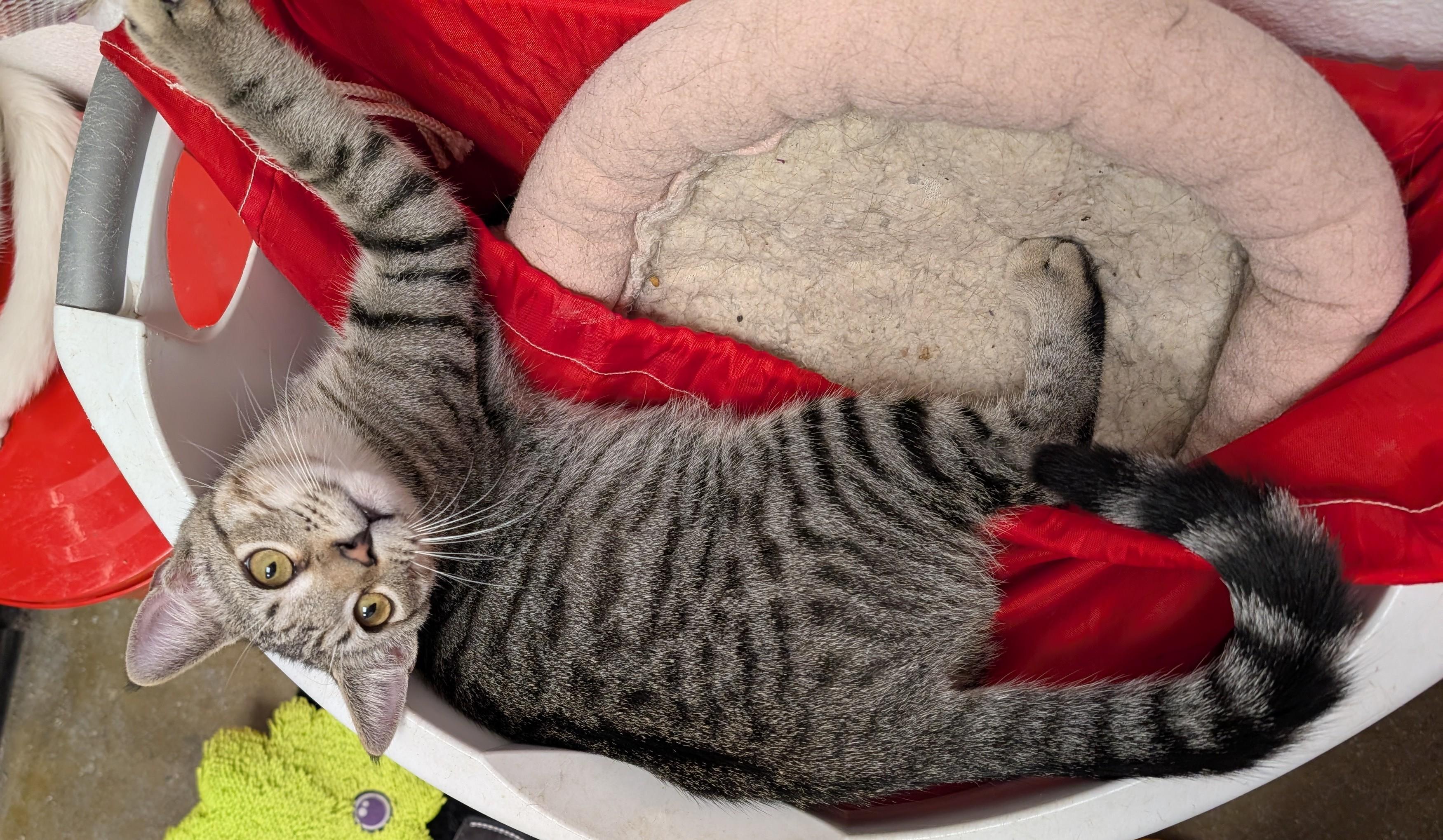 Enlarge Lufi, a Adopted Domestic Short Hair in Smithfield, NC image 5/6