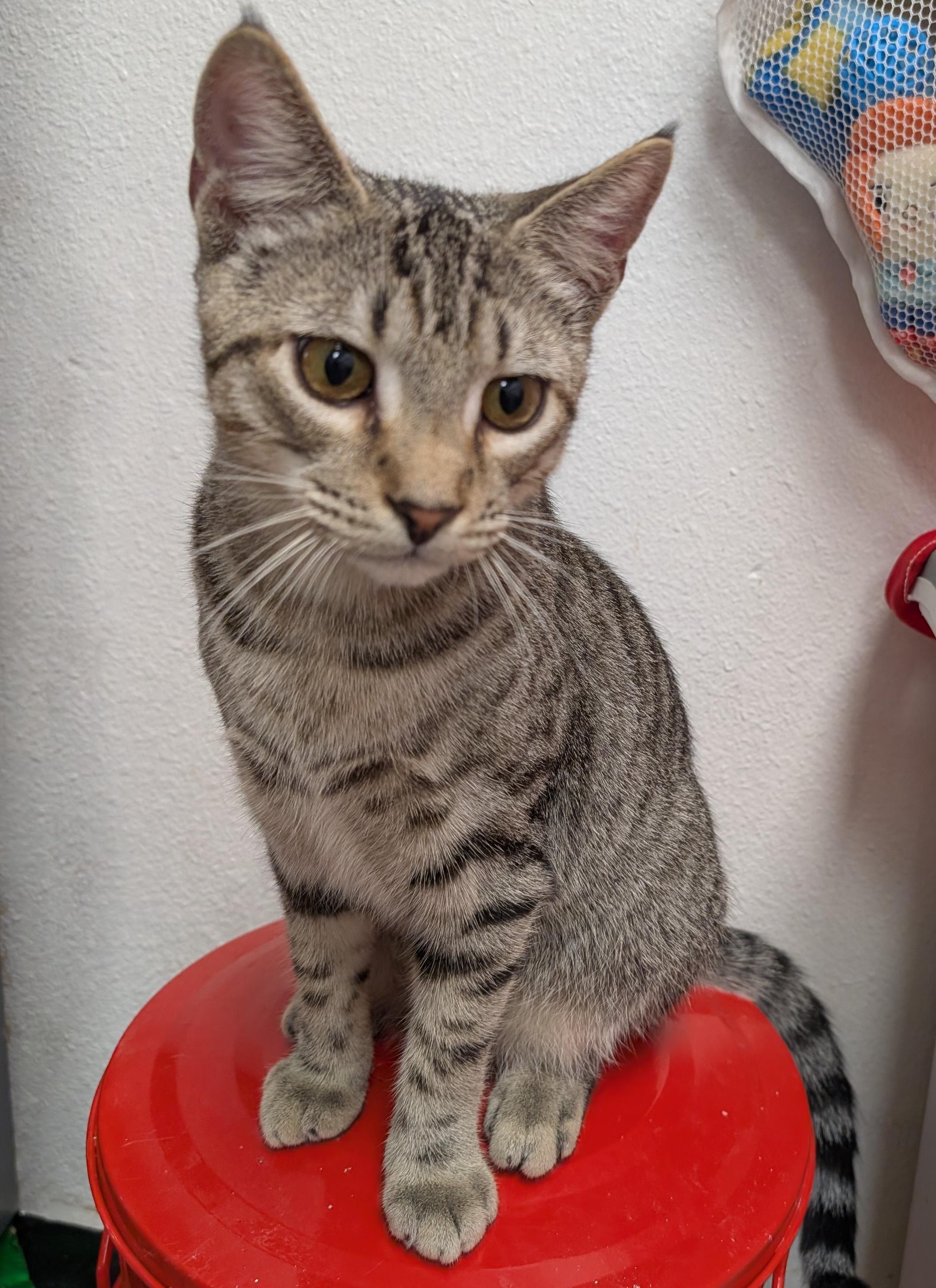 Enlarge Lufi, a Adopted Domestic Short Hair in Smithfield, NC image 3/6