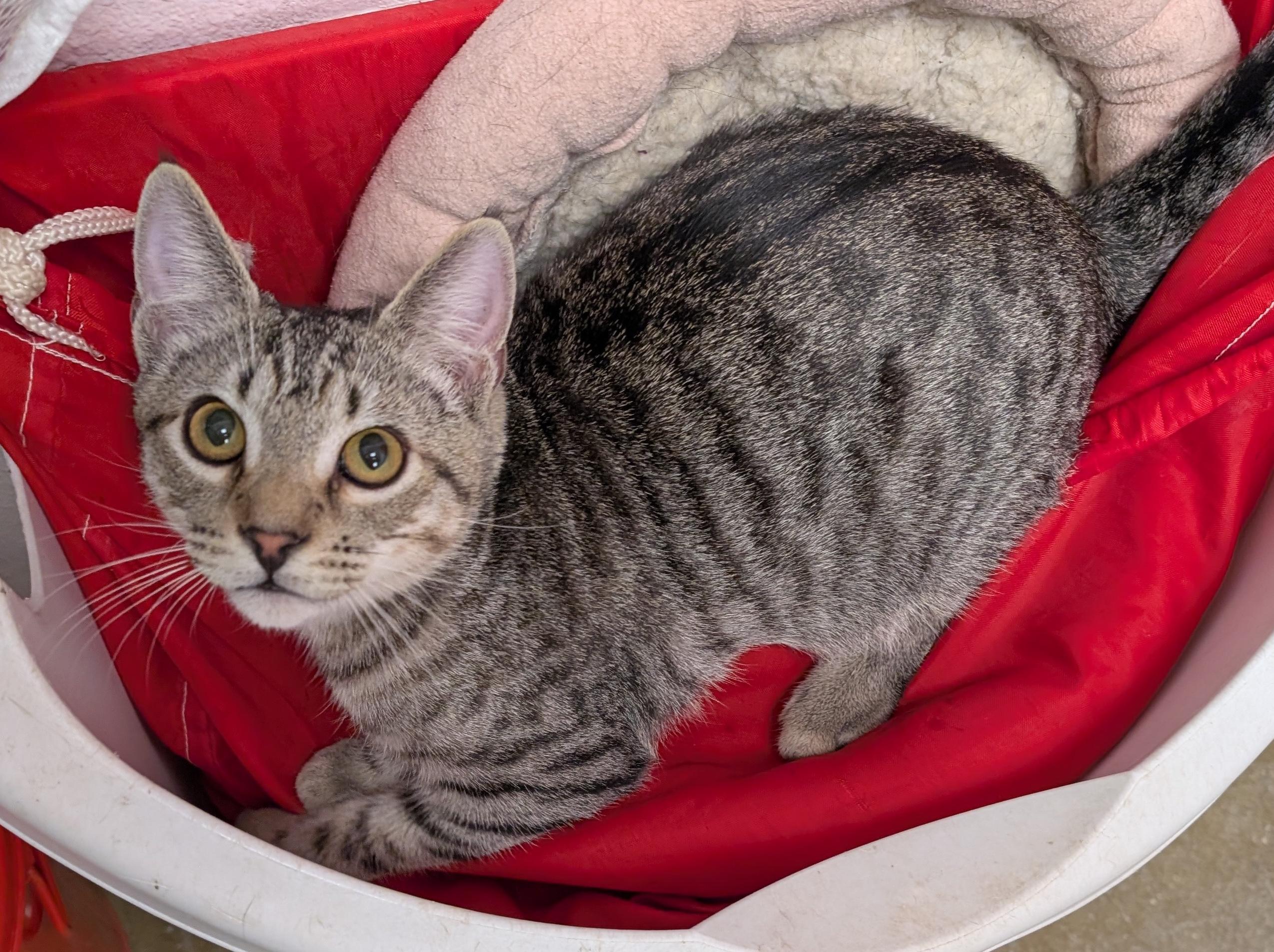 Enlarge Lufi, a Adopted Domestic Short Hair in Smithfield, NC image 2/6