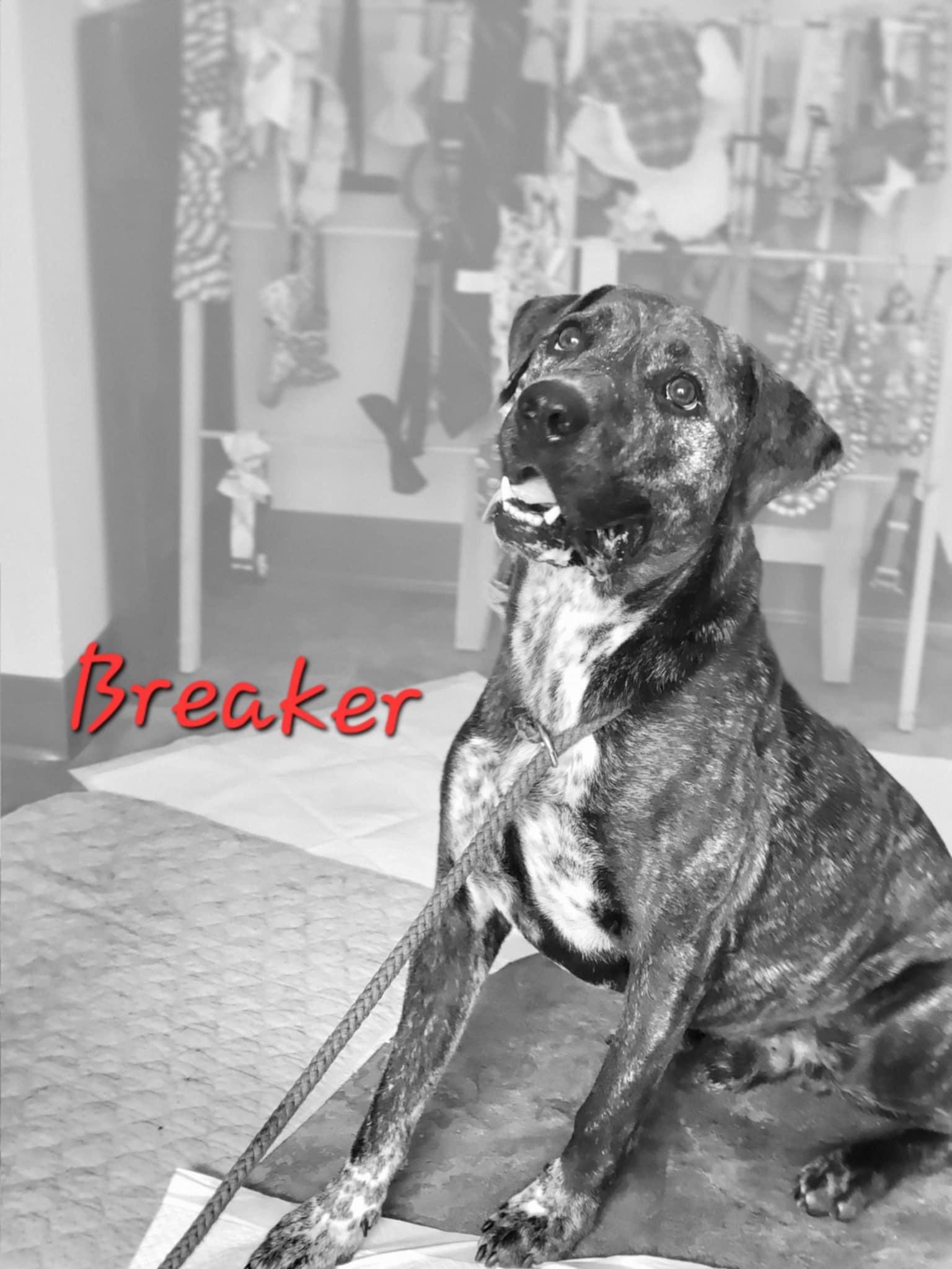 Enlarge Breaker, a Adoptable mixed breed in Bolivar, TN image 1/2