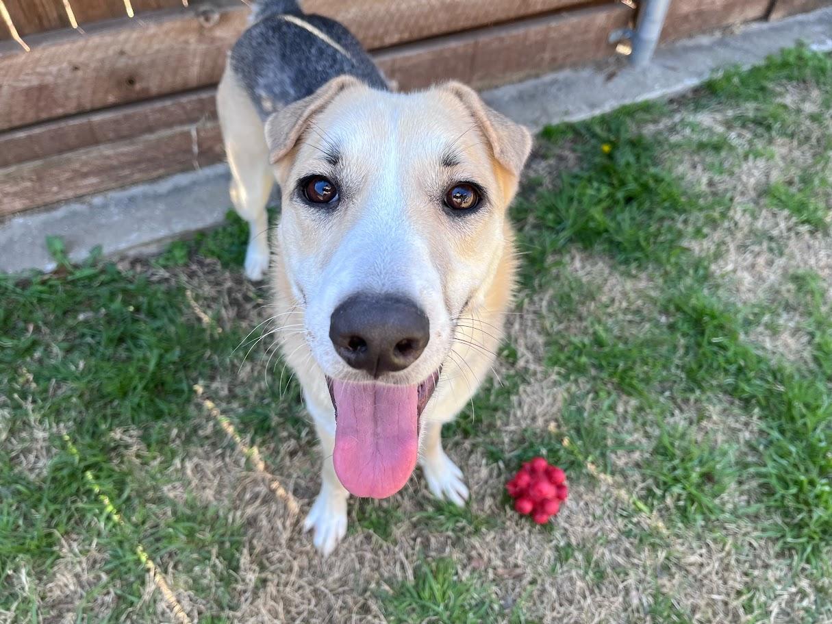 Enlarge Talia* A214614, a ADOPTABLE mixed breed in Plano, TX image 5/5