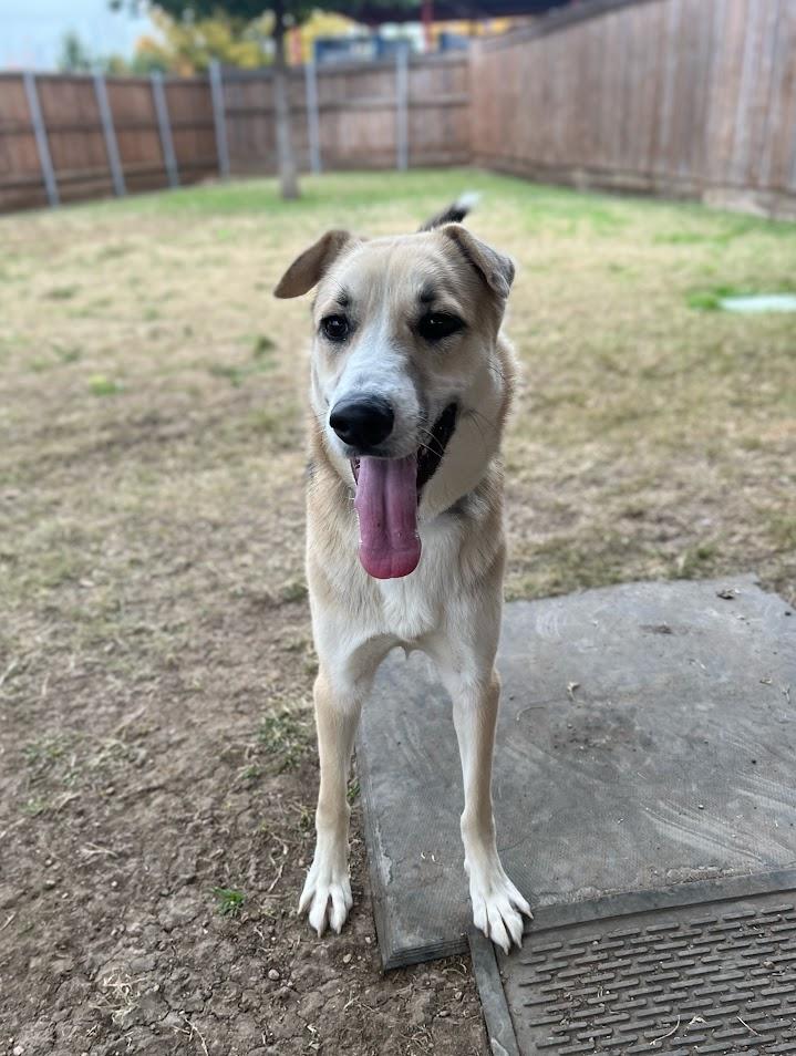 Enlarge Talia* A214614, a ADOPTABLE mixed breed in Plano, TX image 1/4