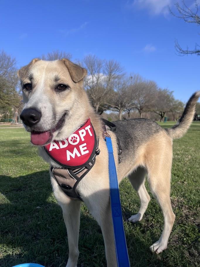 Talia* A214614, ADOPTABLE, Young Female German Shepherd Dog.