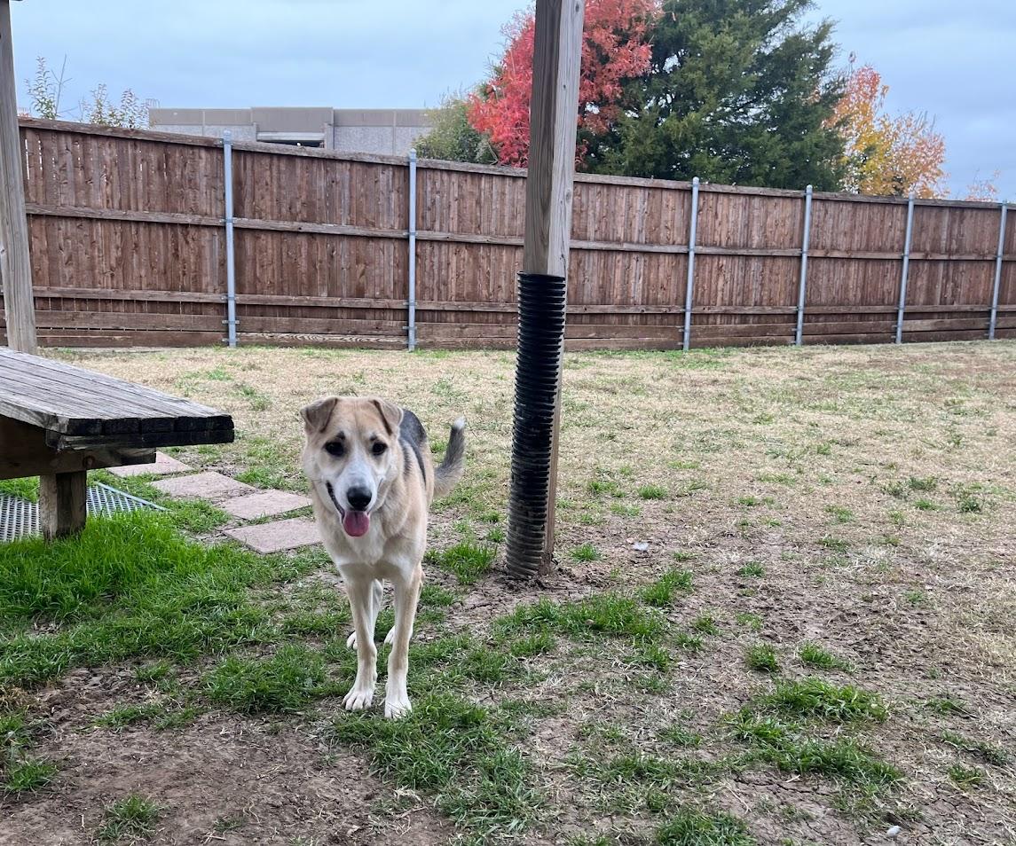 Enlarge Talia* A214614, a ADOPTABLE mixed breed in Plano, TX image 2/4