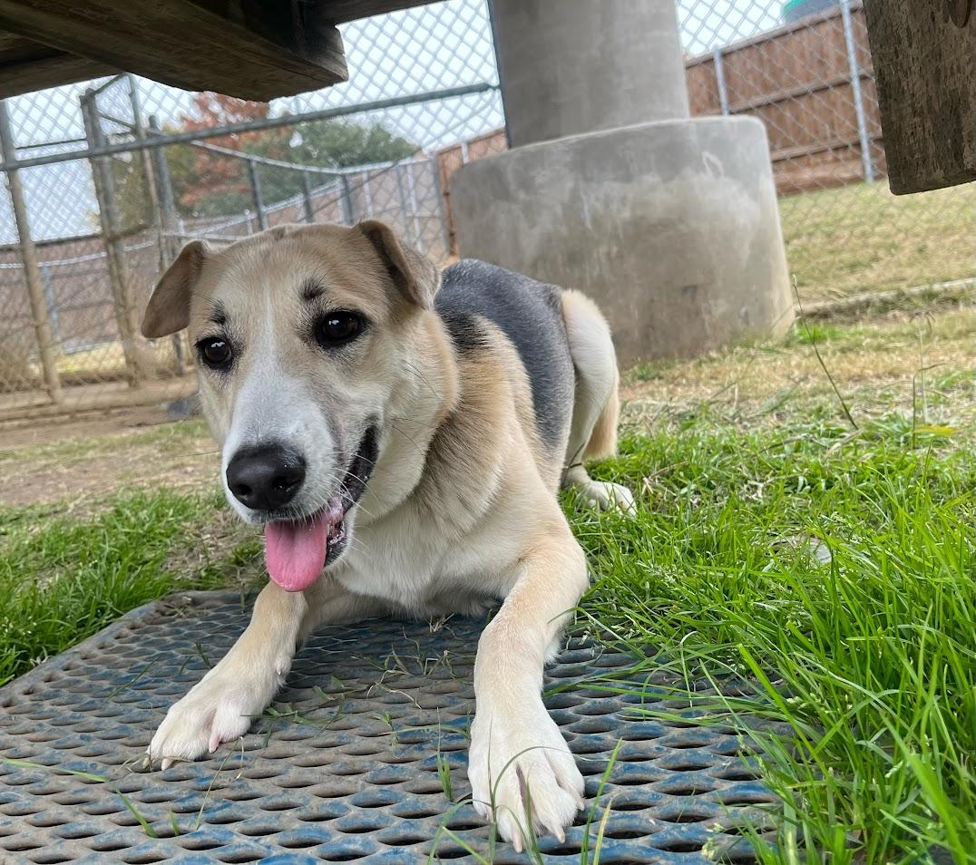 Enlarge Talia* A214614, a ADOPTABLE mixed breed in Plano, TX image 3/4