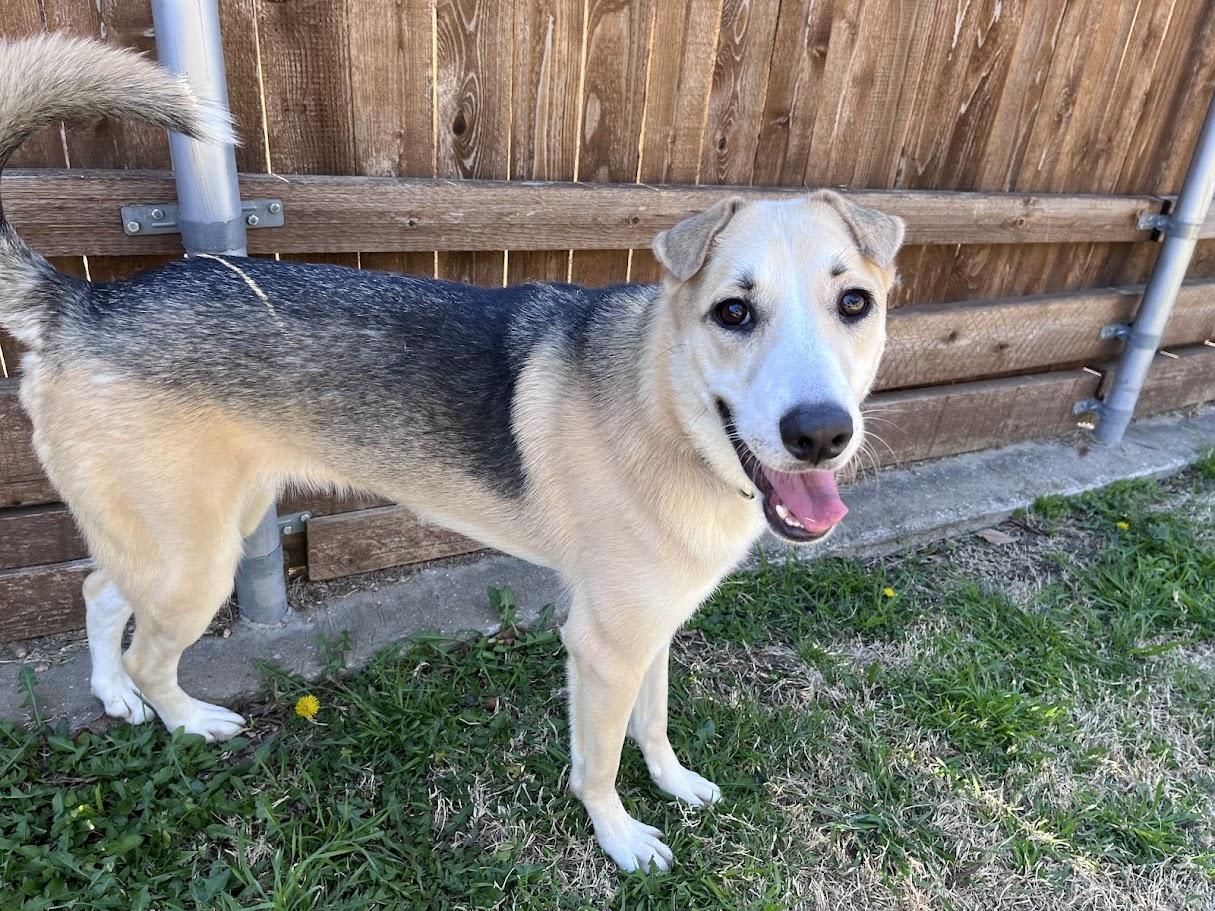 Enlarge Talia* A214614, a ADOPTABLE mixed breed in Plano, TX image 2/5