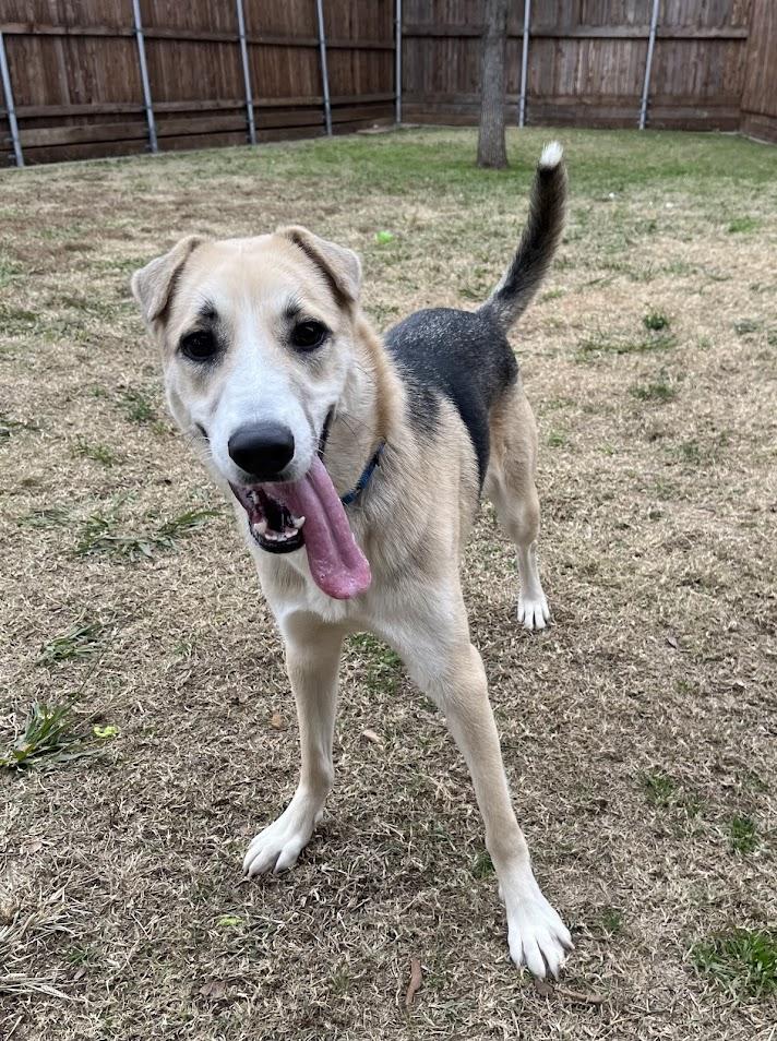Enlarge Talia* A214614, a ADOPTABLE mixed breed in Plano, TX image 4/4