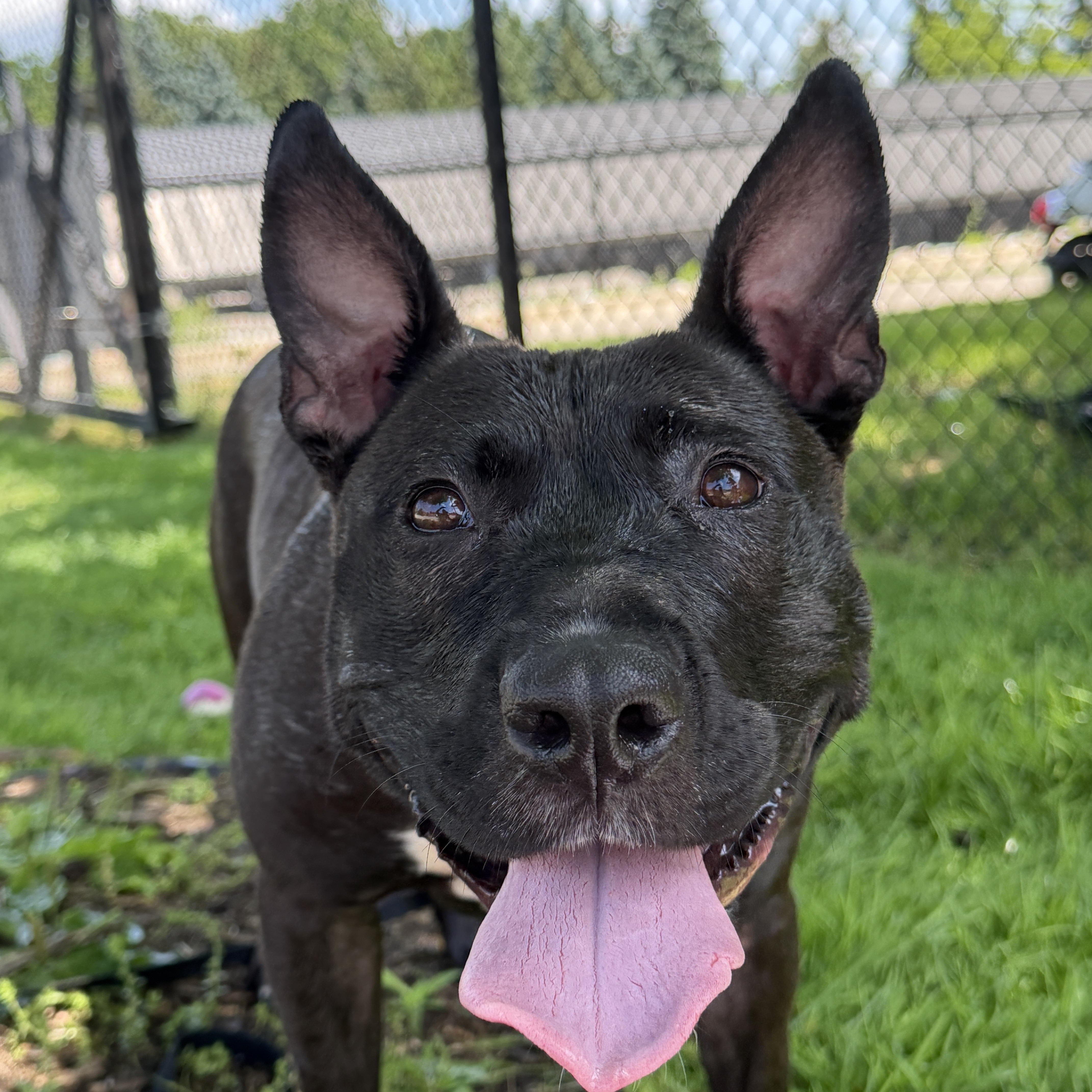 MayBelle Rue CM 6/24, a ADOPTABLE mixed breed in Livonia, MI image 1/6