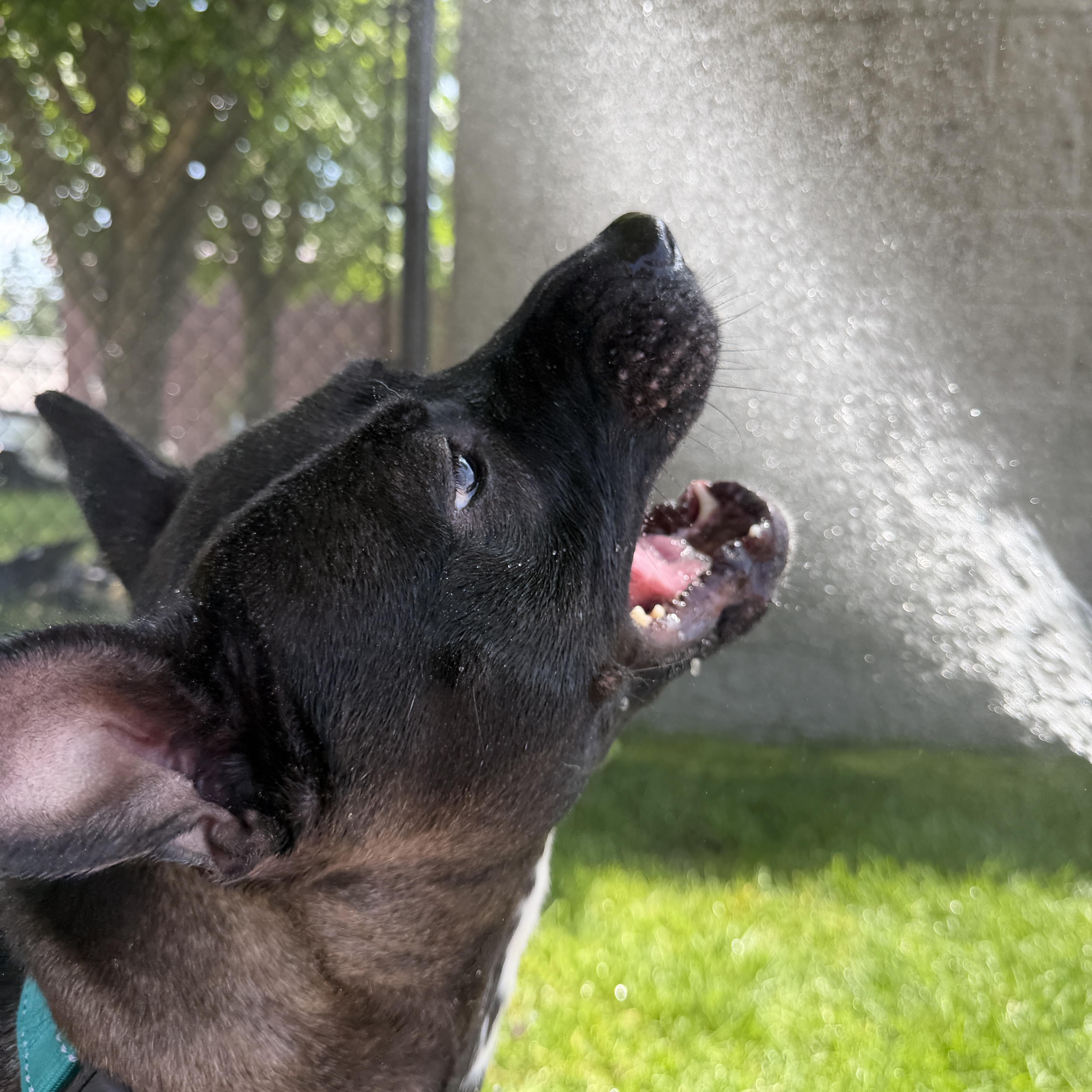 MayBelle Rue CM 6/24, a ADOPTABLE mixed breed in Livonia, MI image 2/6