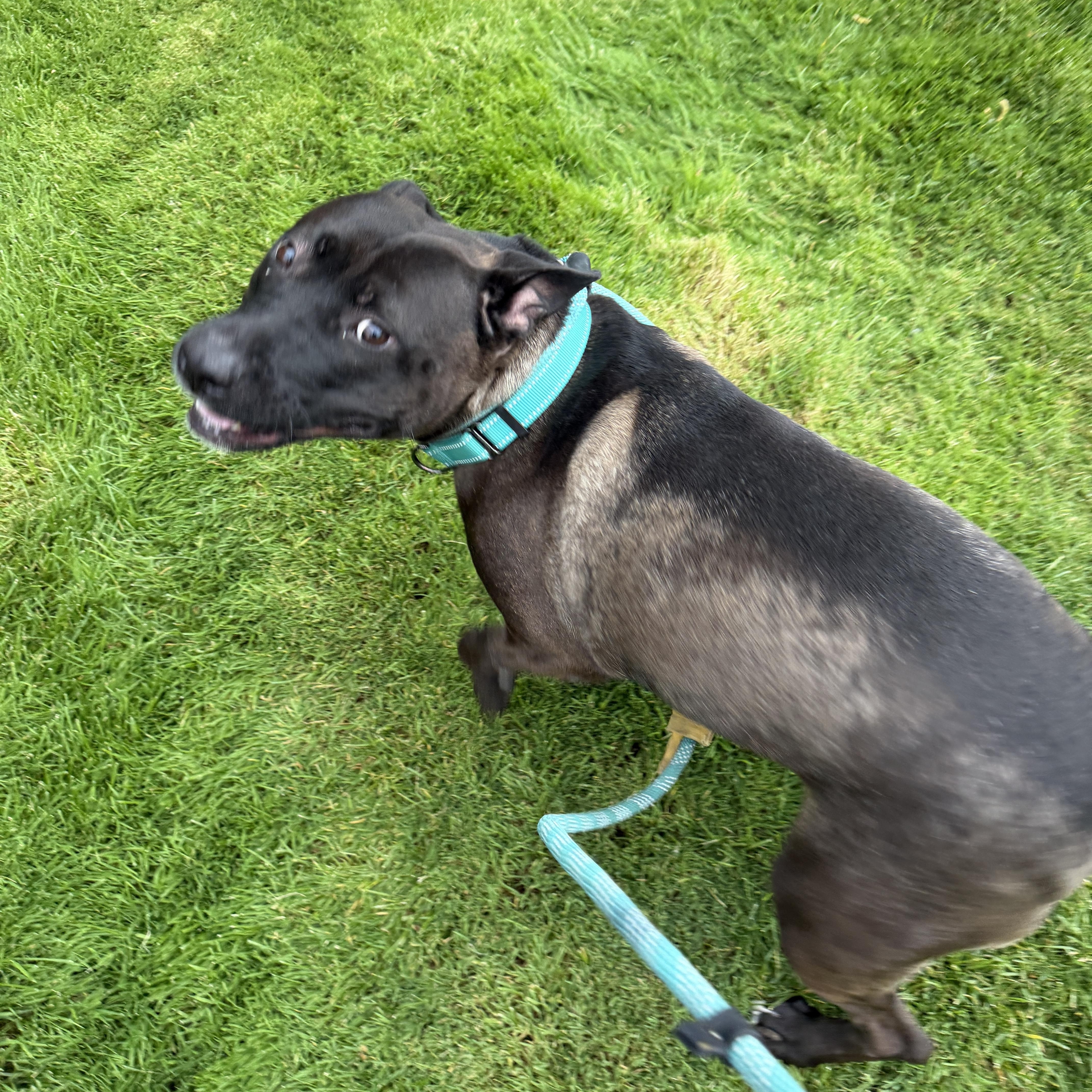 MayBelle Rue CM 6/24, a ADOPTABLE mixed breed in Livonia, MI image 3/6