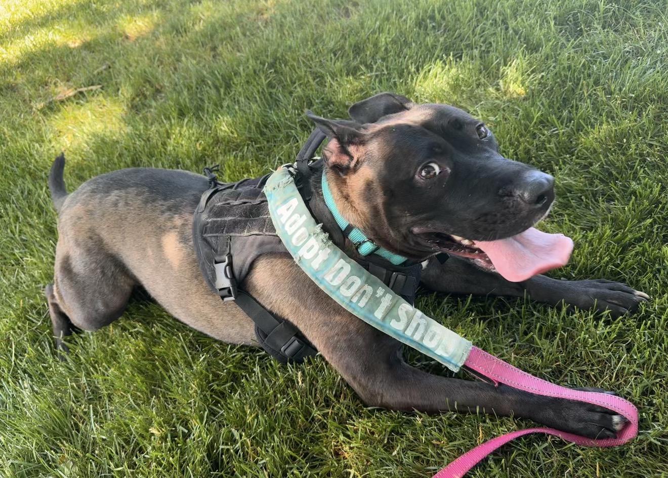 MayBelle Rue CM 6/24, a ADOPTABLE mixed breed in Livonia, MI image 5/6