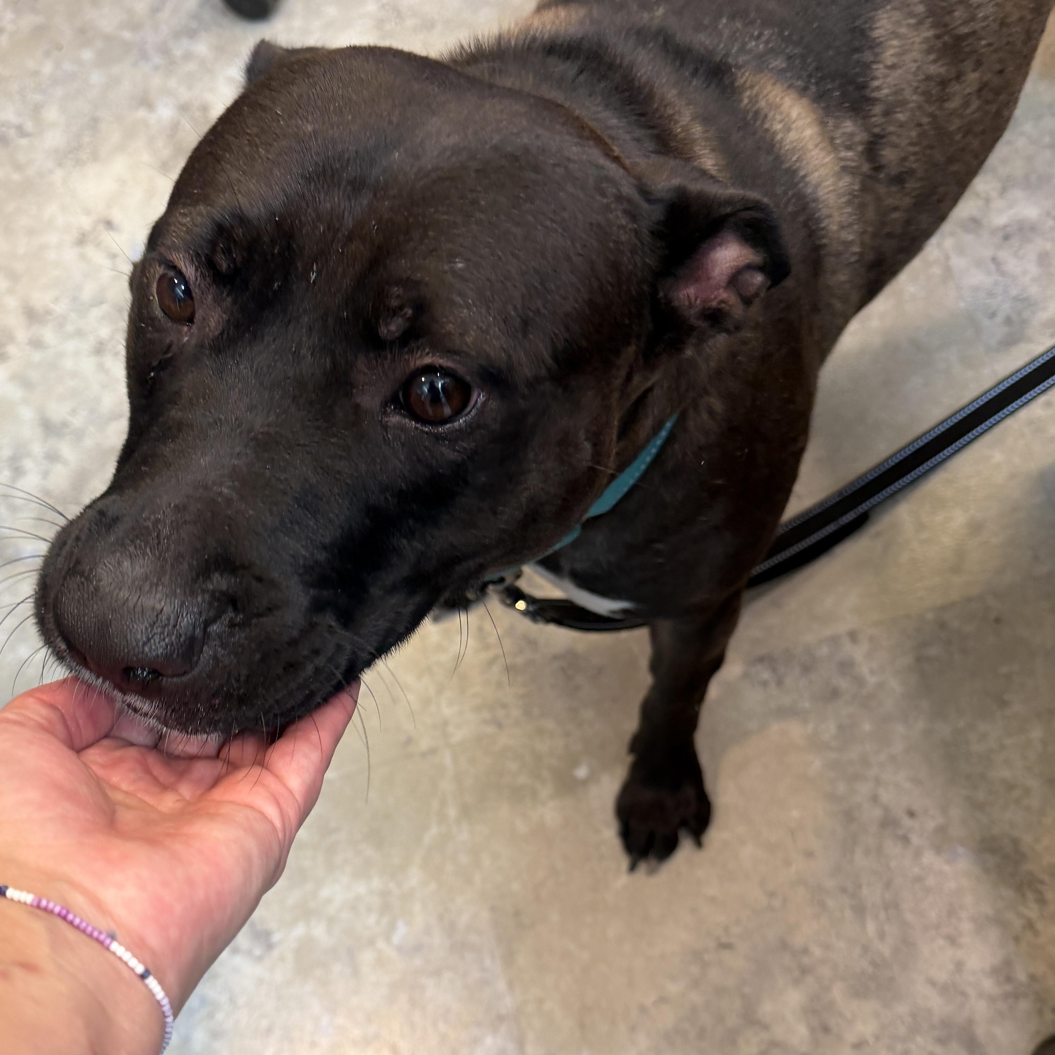 MayBelle Rue CM 6/24, a ADOPTABLE mixed breed in Livonia, MI image 4/6