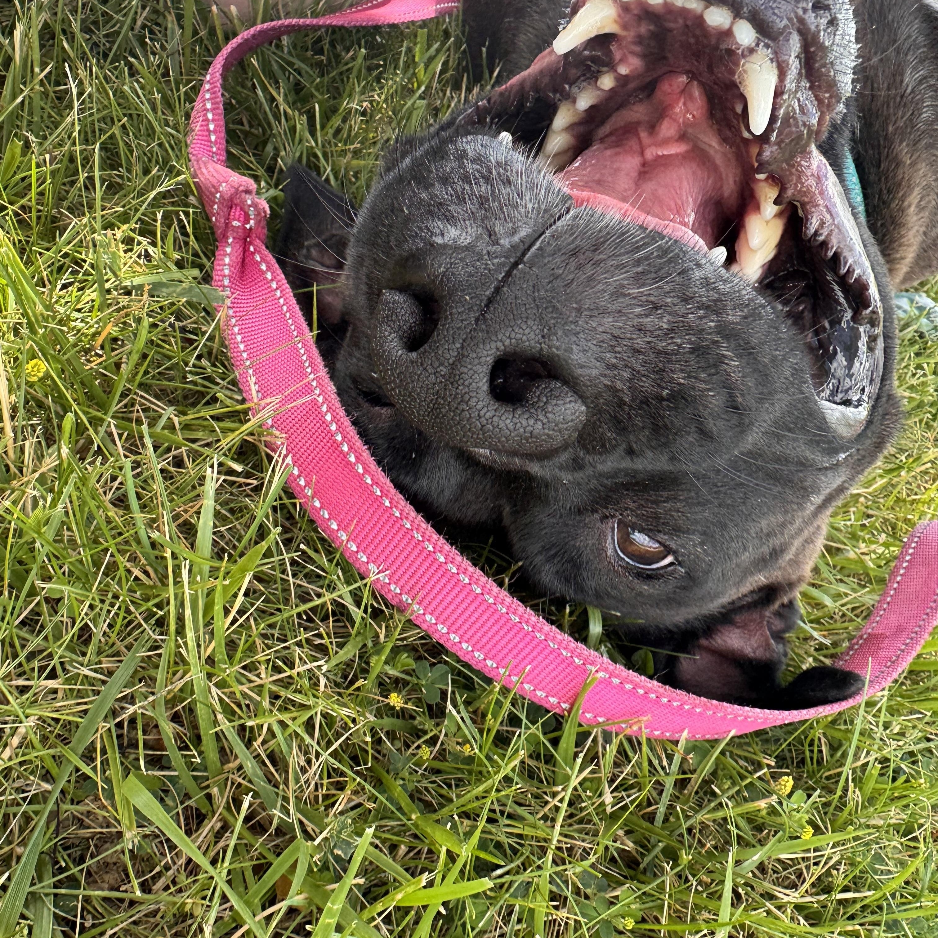 MayBelle Rue CM 6/24, a ADOPTABLE mixed breed in Livonia, MI image 6/6