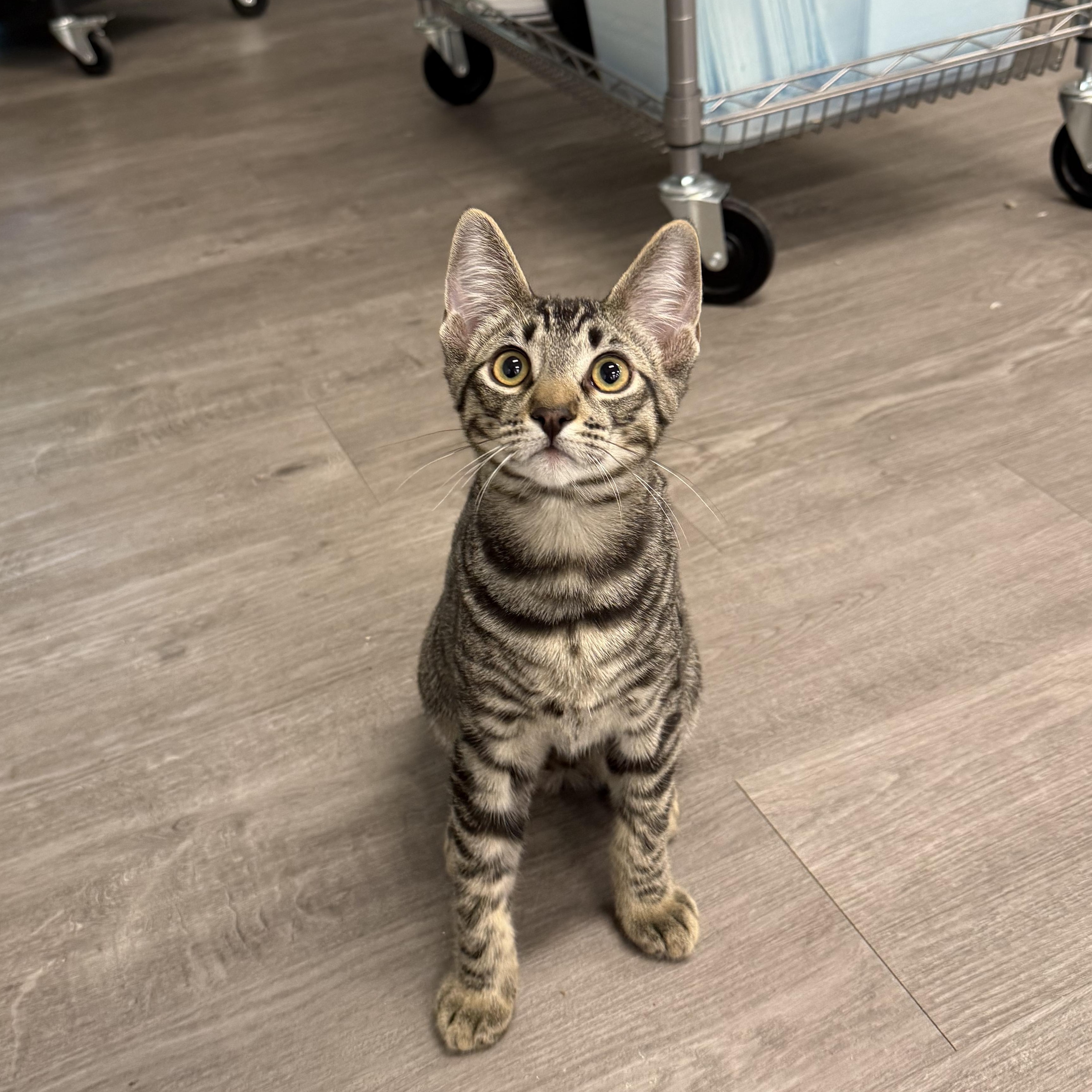 Enlarge Tugboat & Pontoon (Bonded Pair), a Adopted mixed breed in Walnut Creek, CA image 5/6