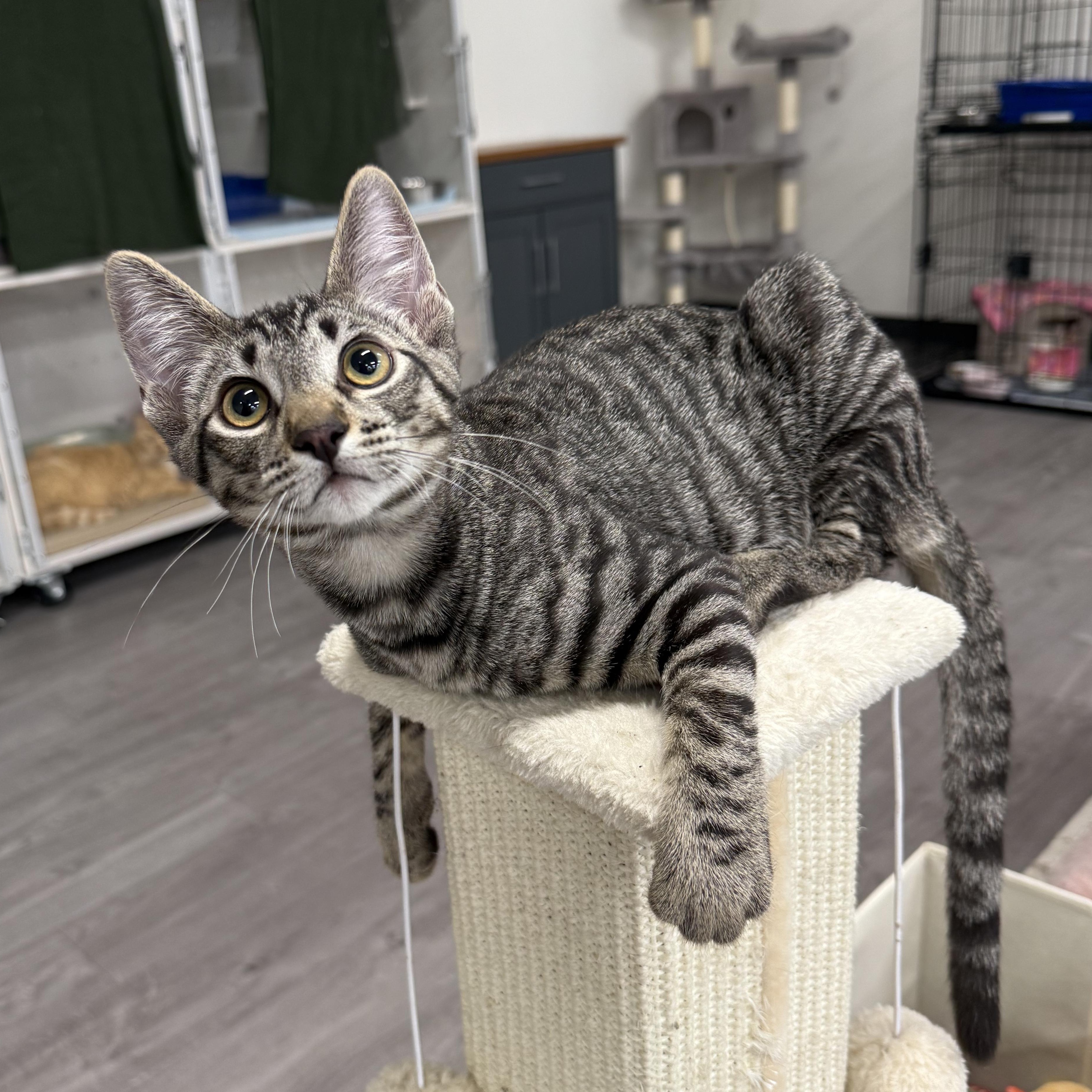 Enlarge Tugboat & Pontoon (Bonded Pair), a Adopted mixed breed in Walnut Creek, CA image 3/6