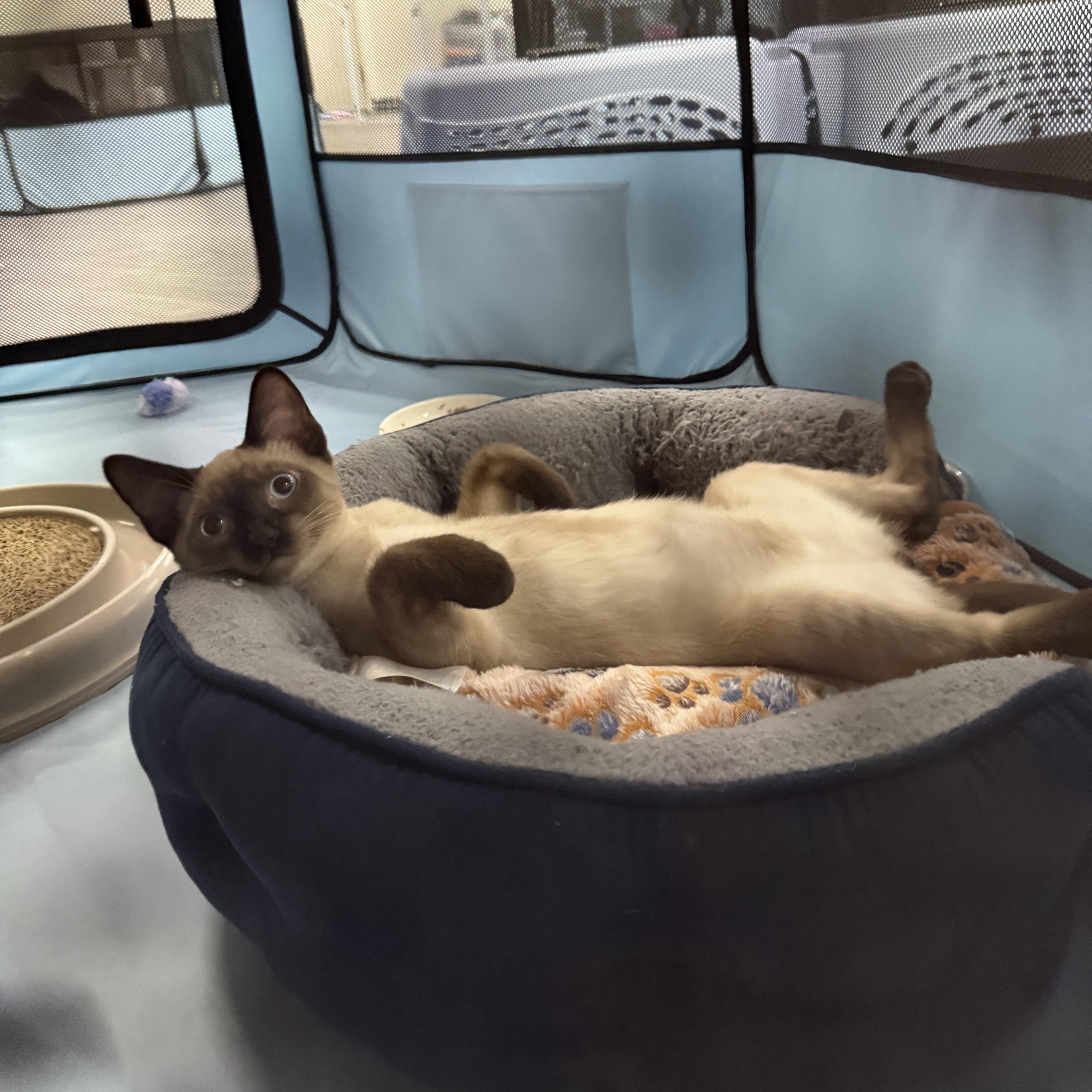 Enlarge Tugboat & Pontoon (Bonded Pair), a Adopted mixed breed in Walnut Creek, CA image 4/6