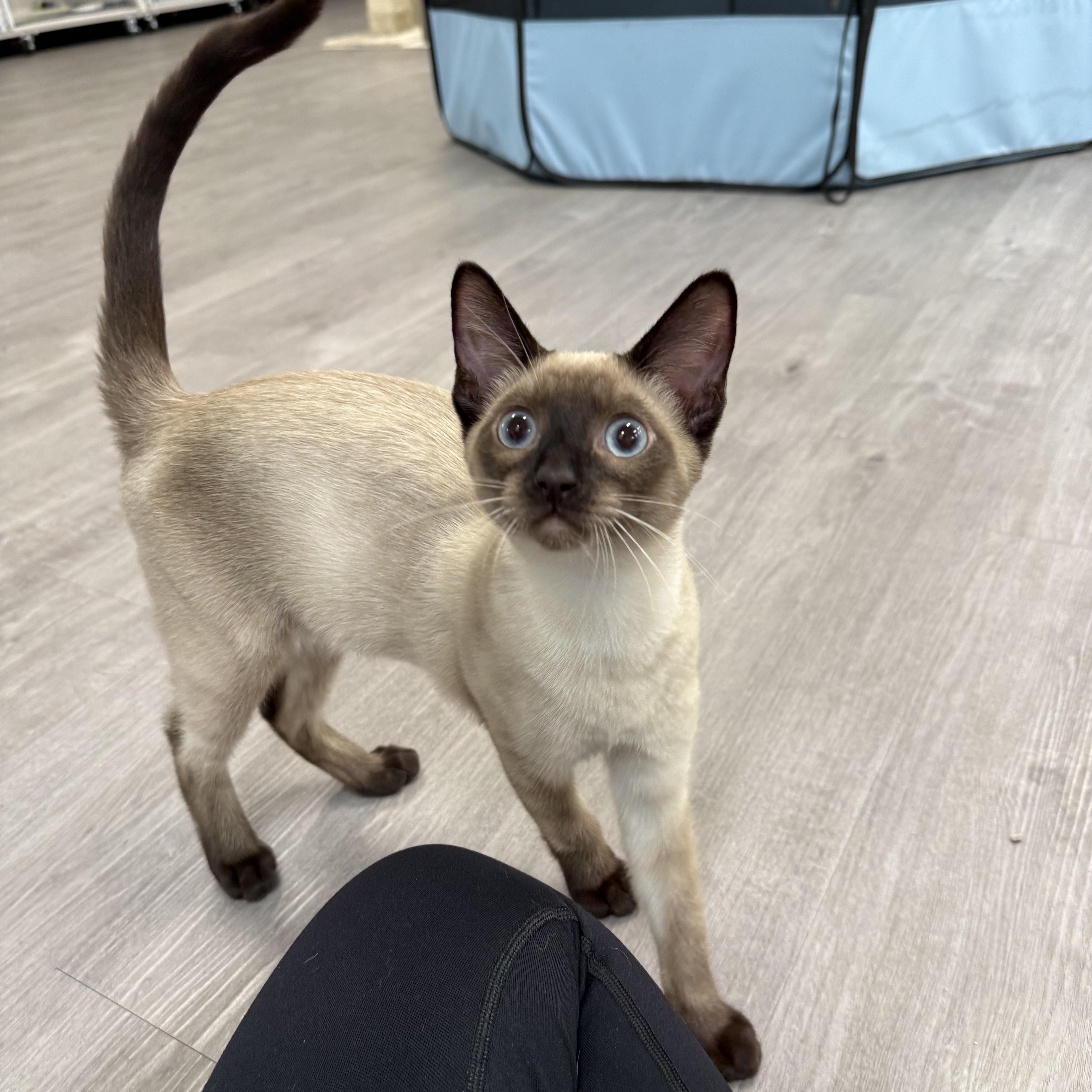 Enlarge Tugboat & Pontoon (Bonded Pair), a Adopted mixed breed in Walnut Creek, CA image 2/6