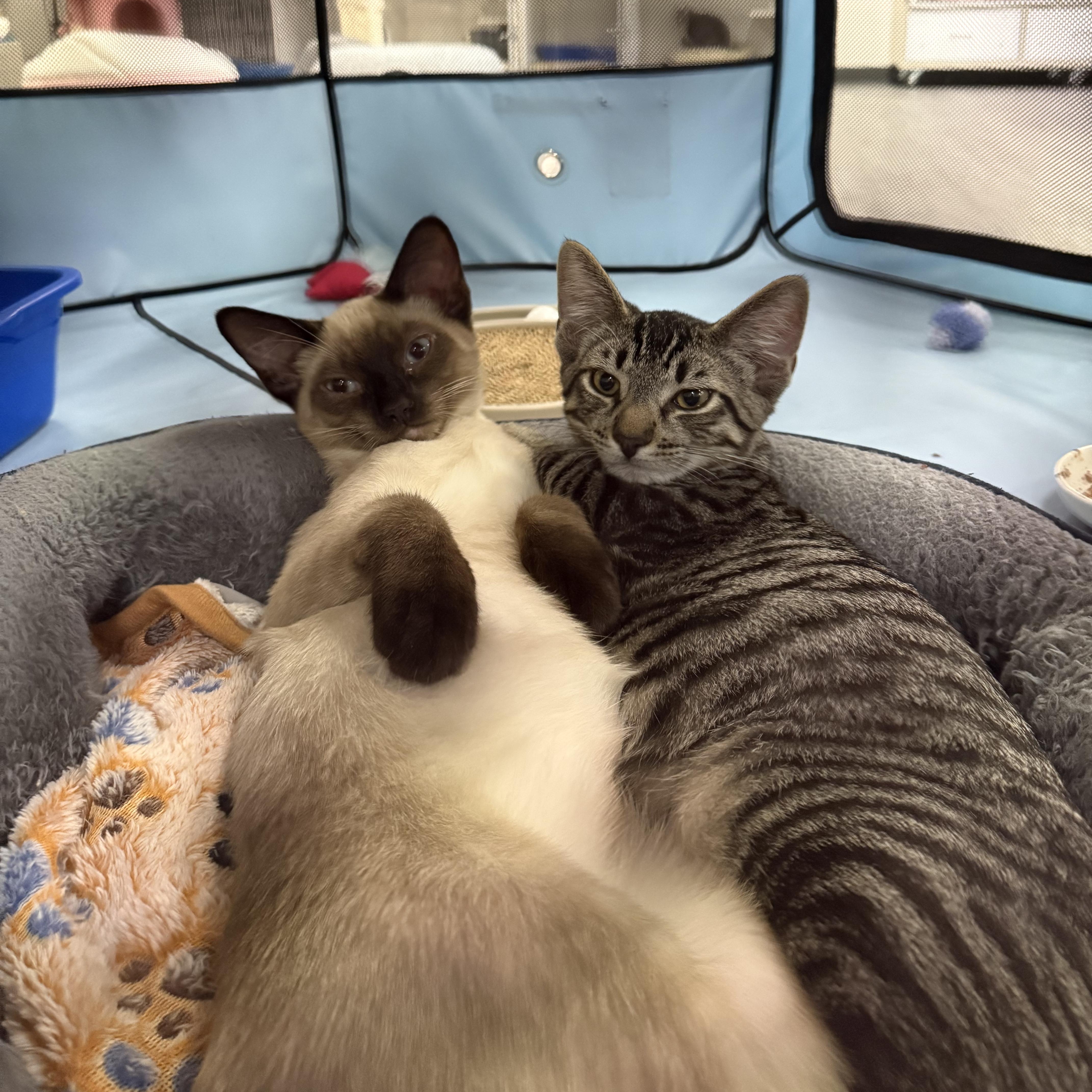 Enlarge Tugboat & Pontoon (Bonded Pair), a Adopted mixed breed in Walnut Creek, CA image 1/6