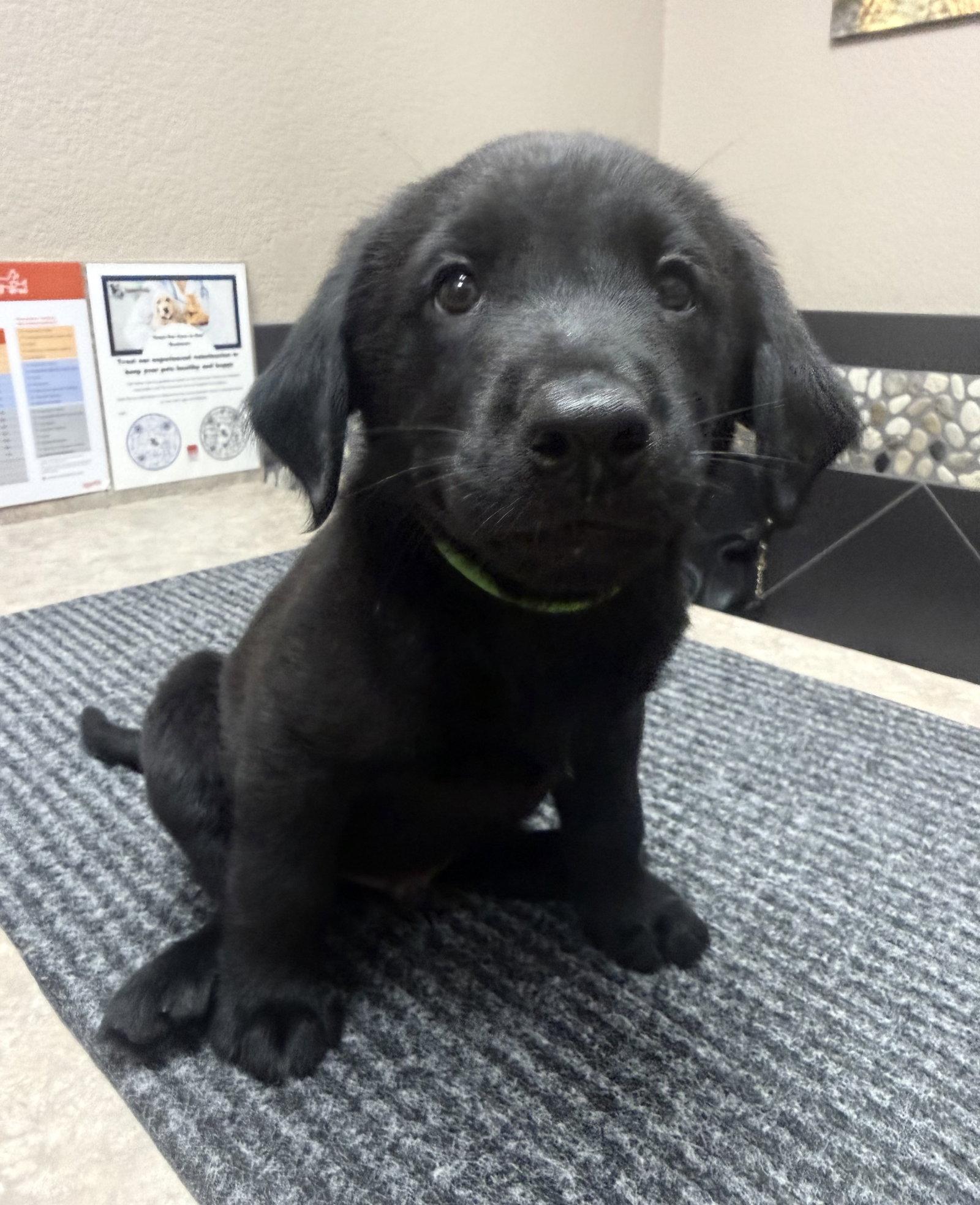 Enlarge Puppy 3 - Lime Green, a Adoptable mixed breed in Denton, TX image 2/3