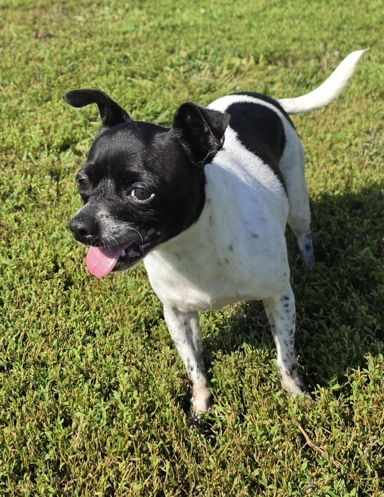 Enlarge Cookie, a Adopted mixed breed in Terre Haute, IN image 4/5