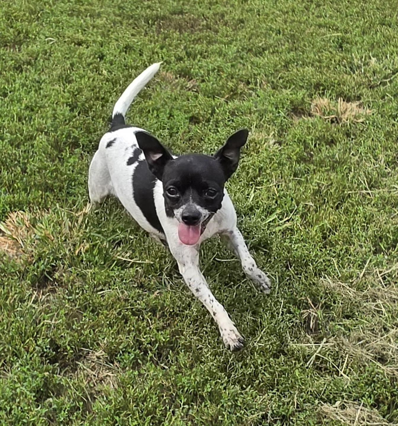 Cookie, Adopted, Adult Female Rat Terrier.