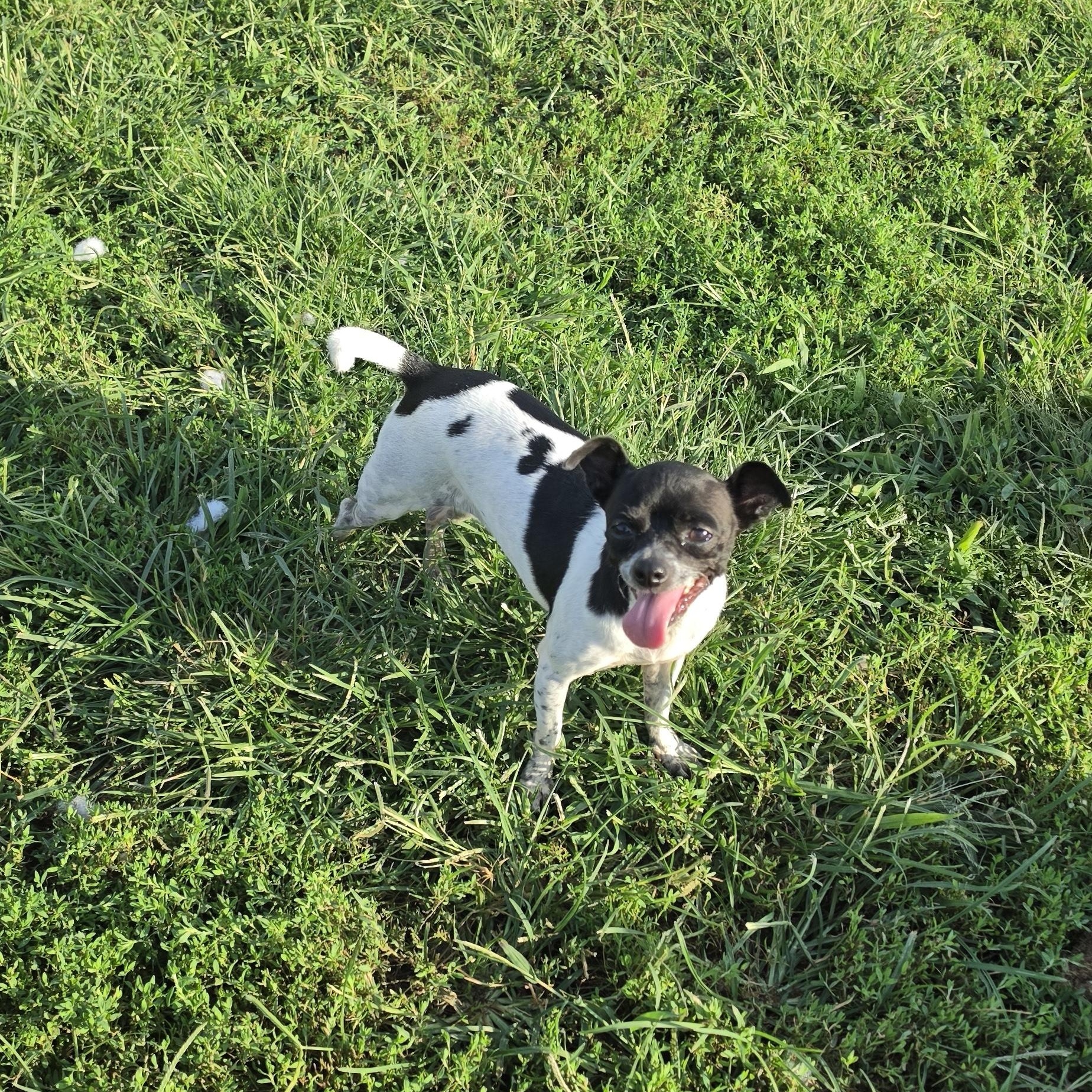 Enlarge Cookie, a Adopted mixed breed in Terre Haute, IN image 3/5