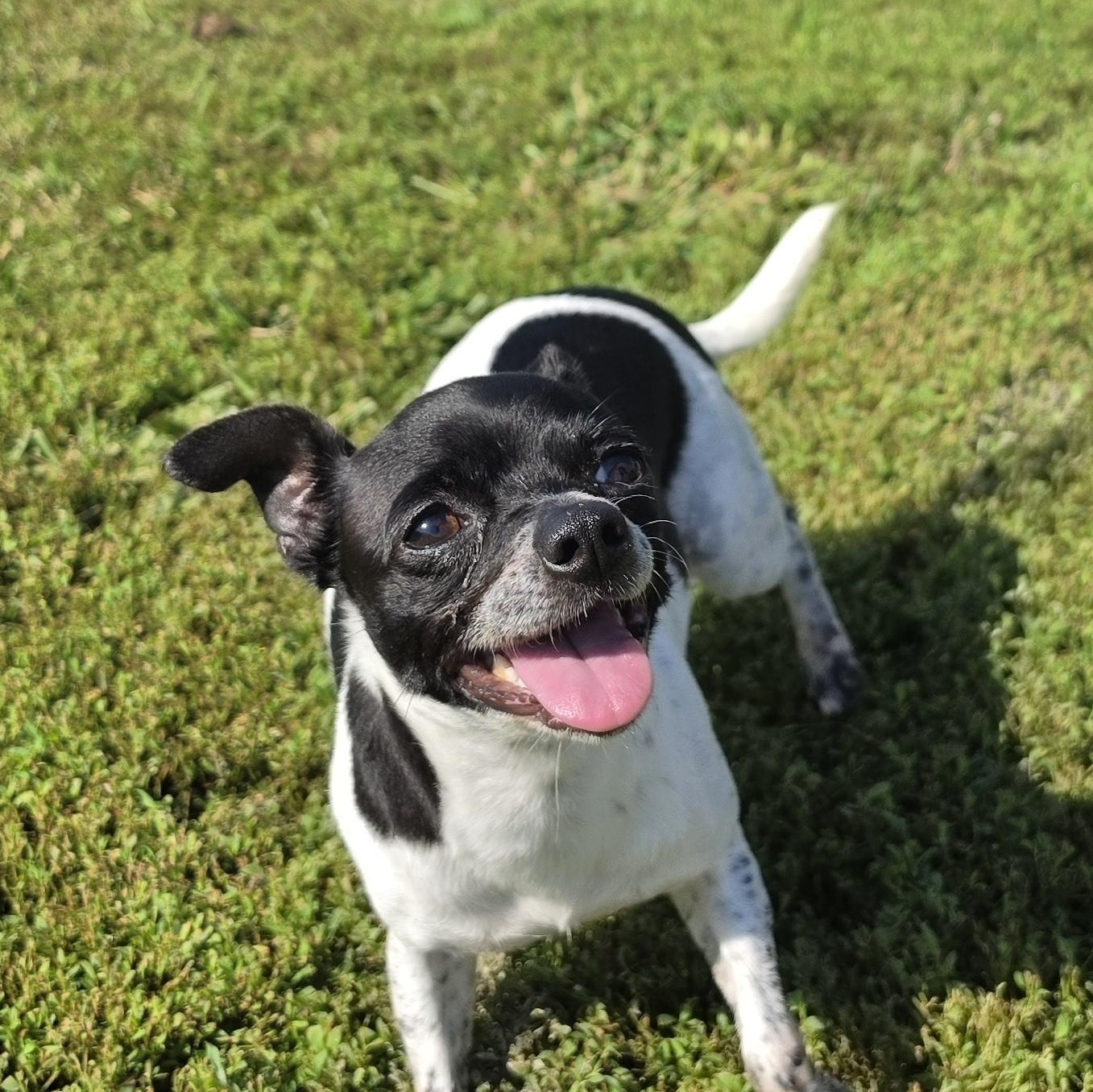 Enlarge Cookie, a Adopted mixed breed in Terre Haute, IN image 5/5