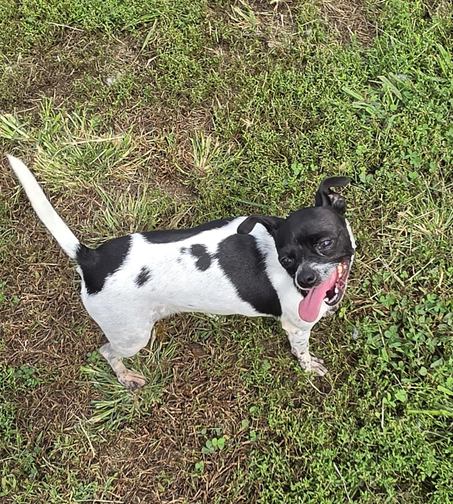 Enlarge Cookie, a Adopted mixed breed in Terre Haute, IN image 2/5