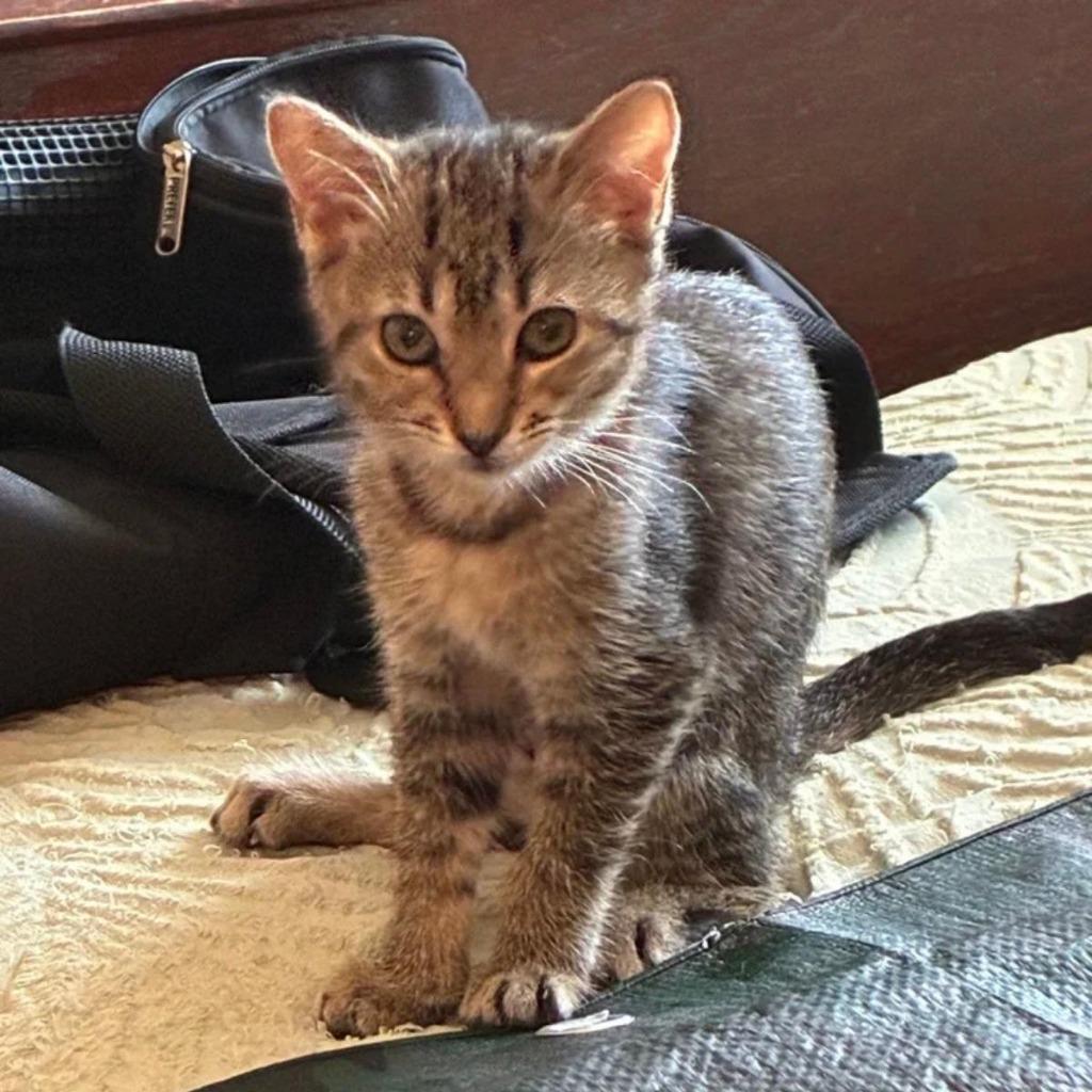 Enlarge Birdie, a Adoptable mixed breed in HUNTINGTON BEACH, CA image 1/2