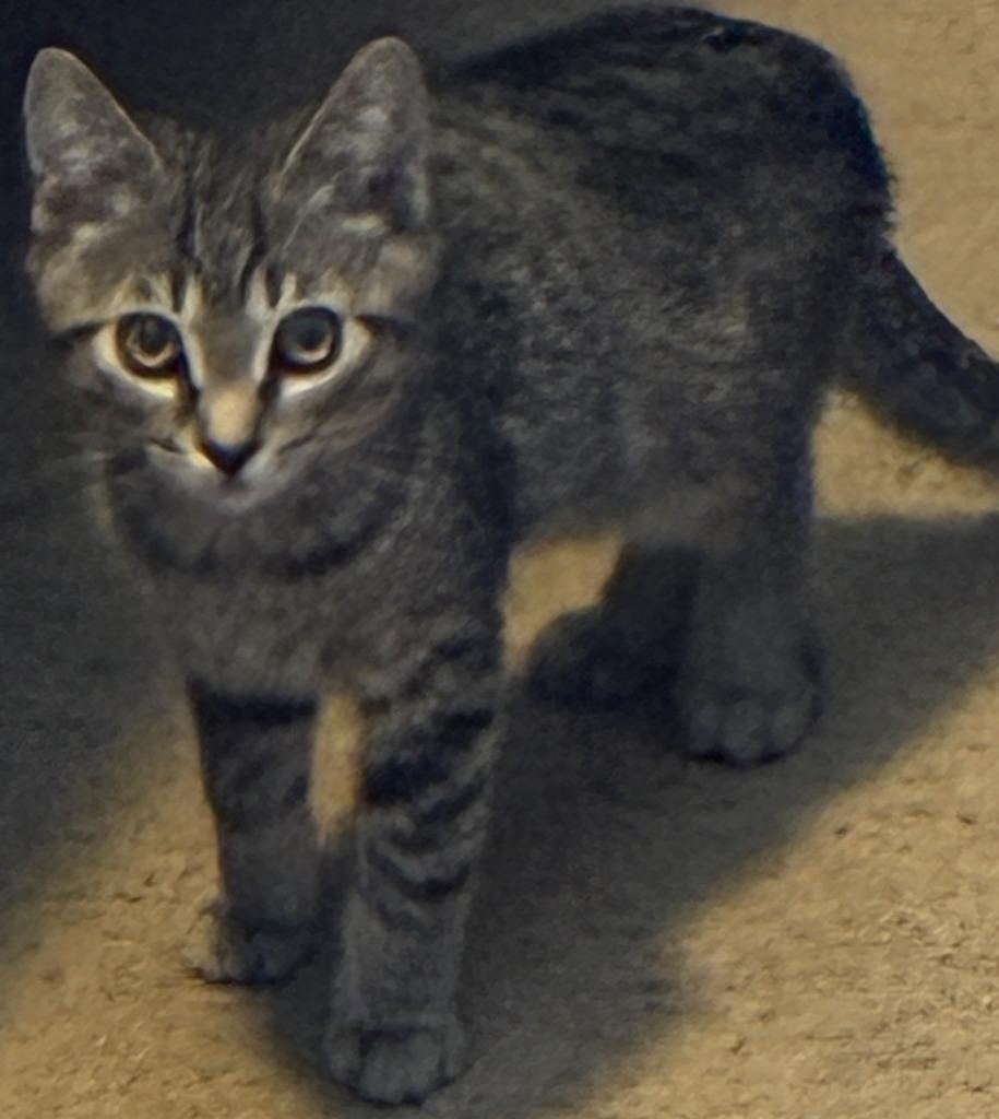 Enlarge Birdie, a Adoptable mixed breed in HUNTINGTON BEACH, CA image 2/2