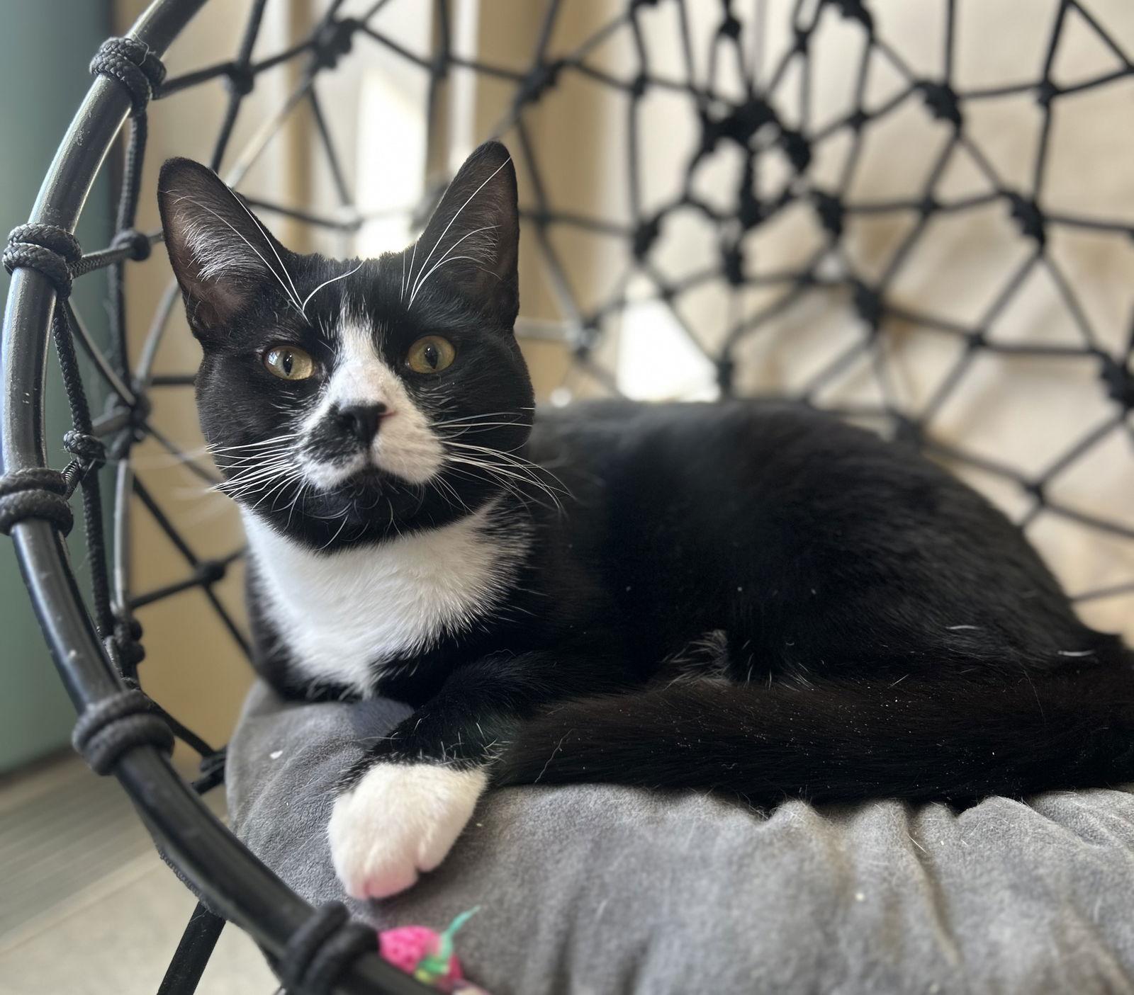 Enlarge Charlie, a Adopted Domestic Short Hair in Arlington, VT image 1/3