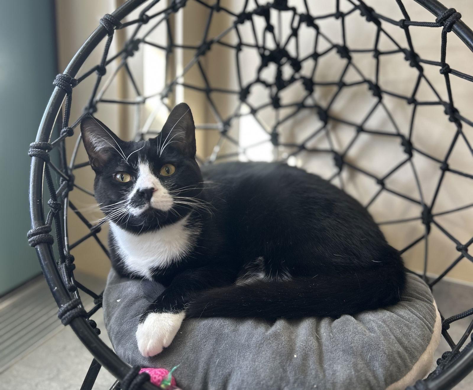 Enlarge Charlie, a Adopted Domestic Short Hair in Arlington, VT image 2/3