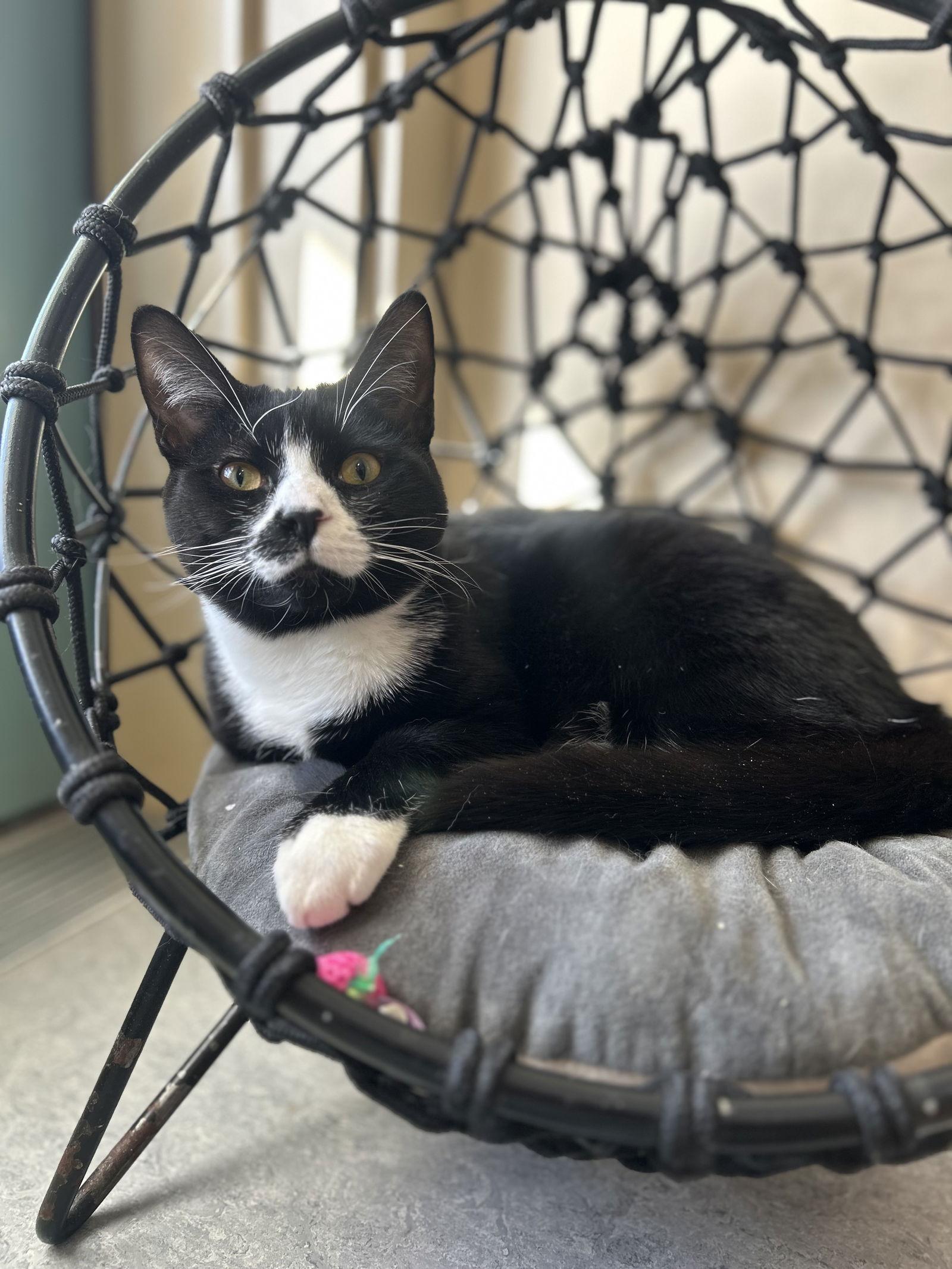 Enlarge Charlie, a Adopted Domestic Short Hair in Arlington, VT image 3/3