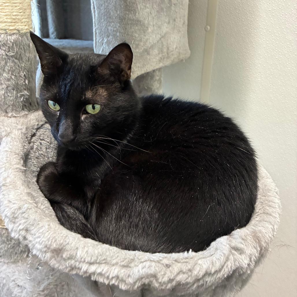 Stanley, Adoptable, Senior Male Domestic Short Hair.