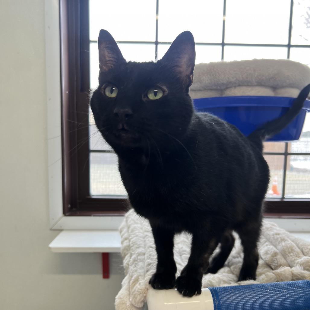 Stanley, a Adoptable Domestic Short Hair in Rock Falls, IL image 2/2