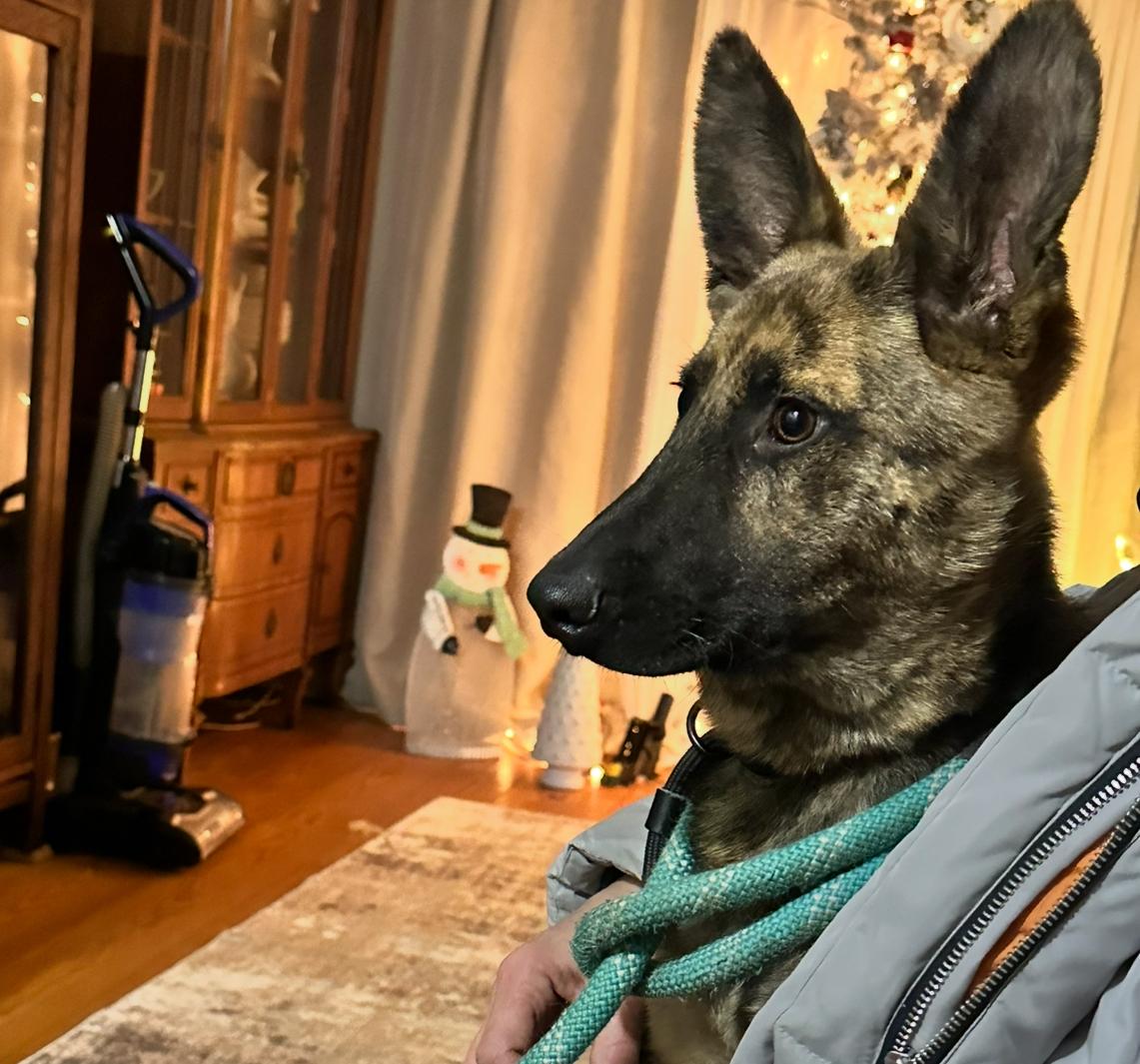 Enlarge Rocco , an adopted German Shepherd Dog in Peekskill, NY image 3/5