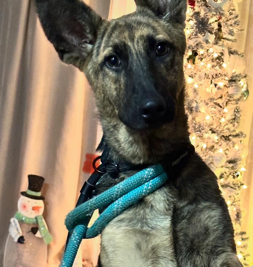 Enlarge Rocco , an adopted German Shepherd Dog in Peekskill, NY image 5/5