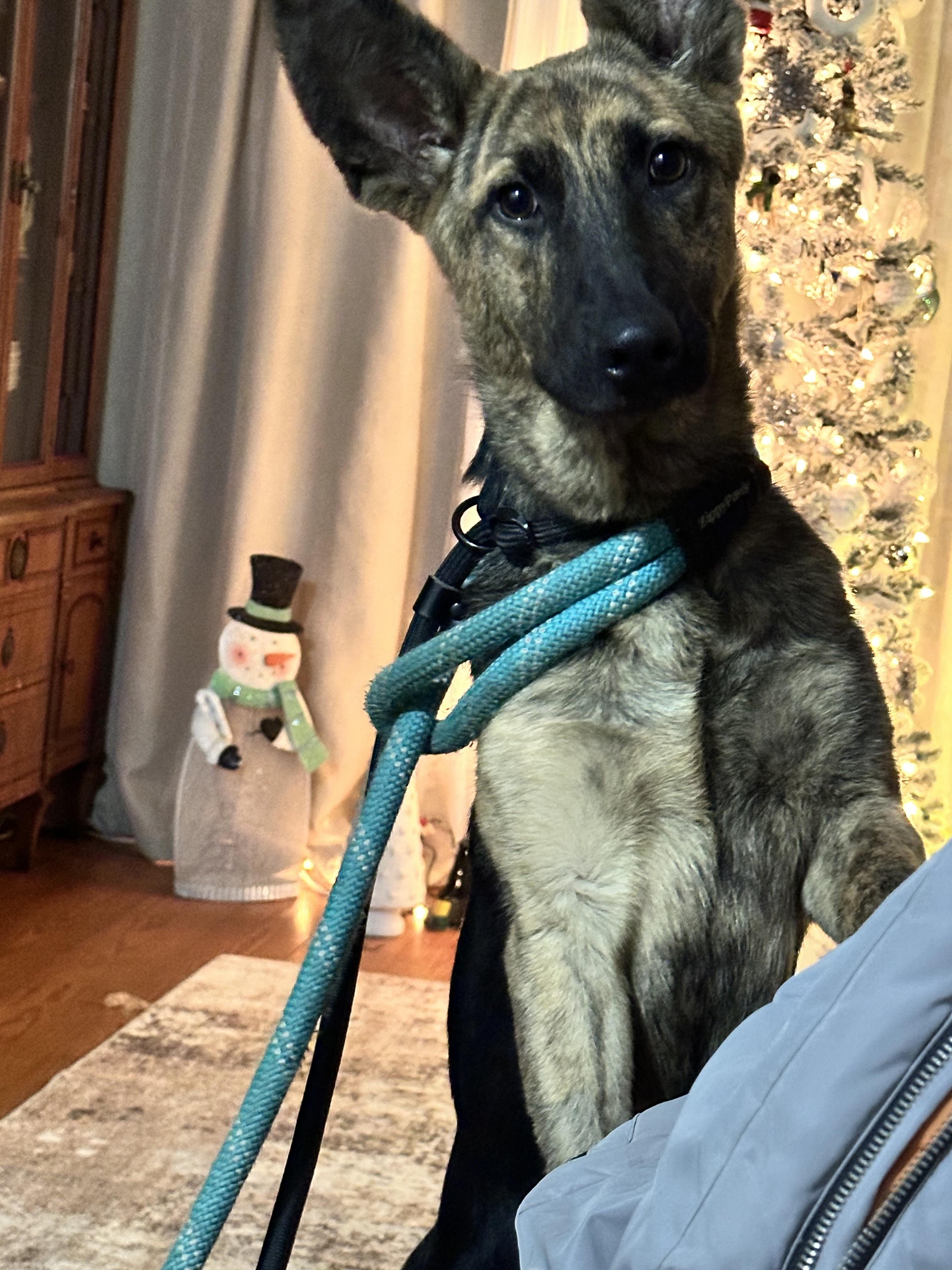 Enlarge Rocco , an adopted German Shepherd Dog in Peekskill, NY image 4/5