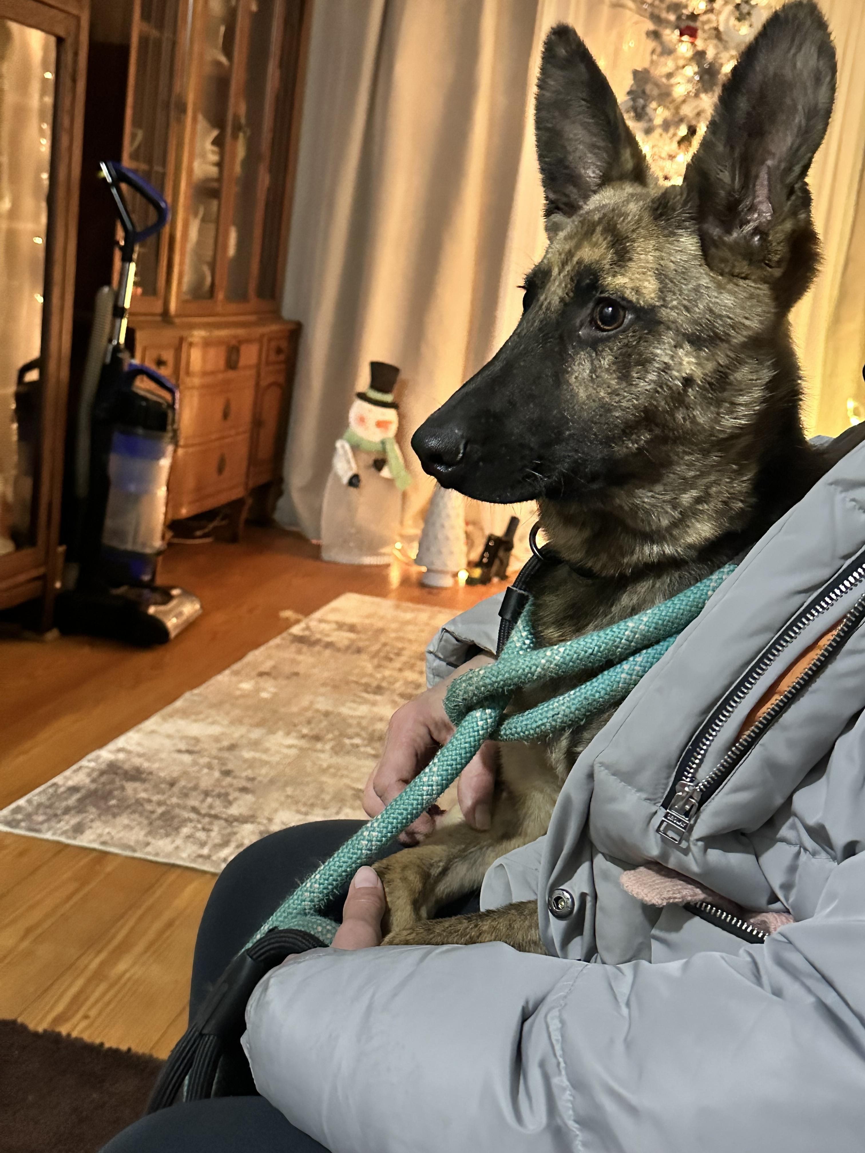 Enlarge Rocco , an adopted German Shepherd Dog in Peekskill, NY image 2/5