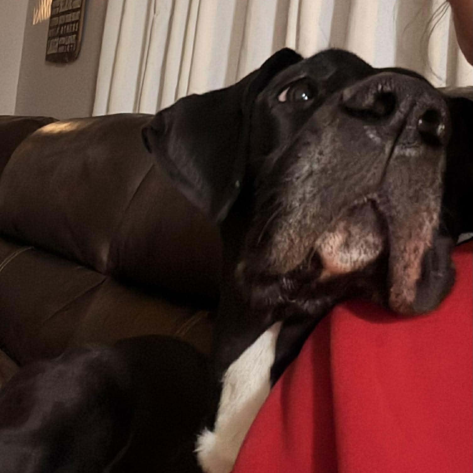 Enlarge Sigourney, a ADOPTABLE Great Dane in Rochester, NY image 4/6