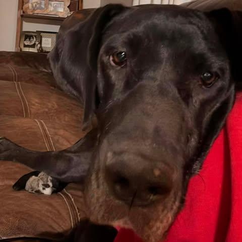 Enlarge Sigourney, a ADOPTABLE Great Dane in Rochester, NY image 1/6