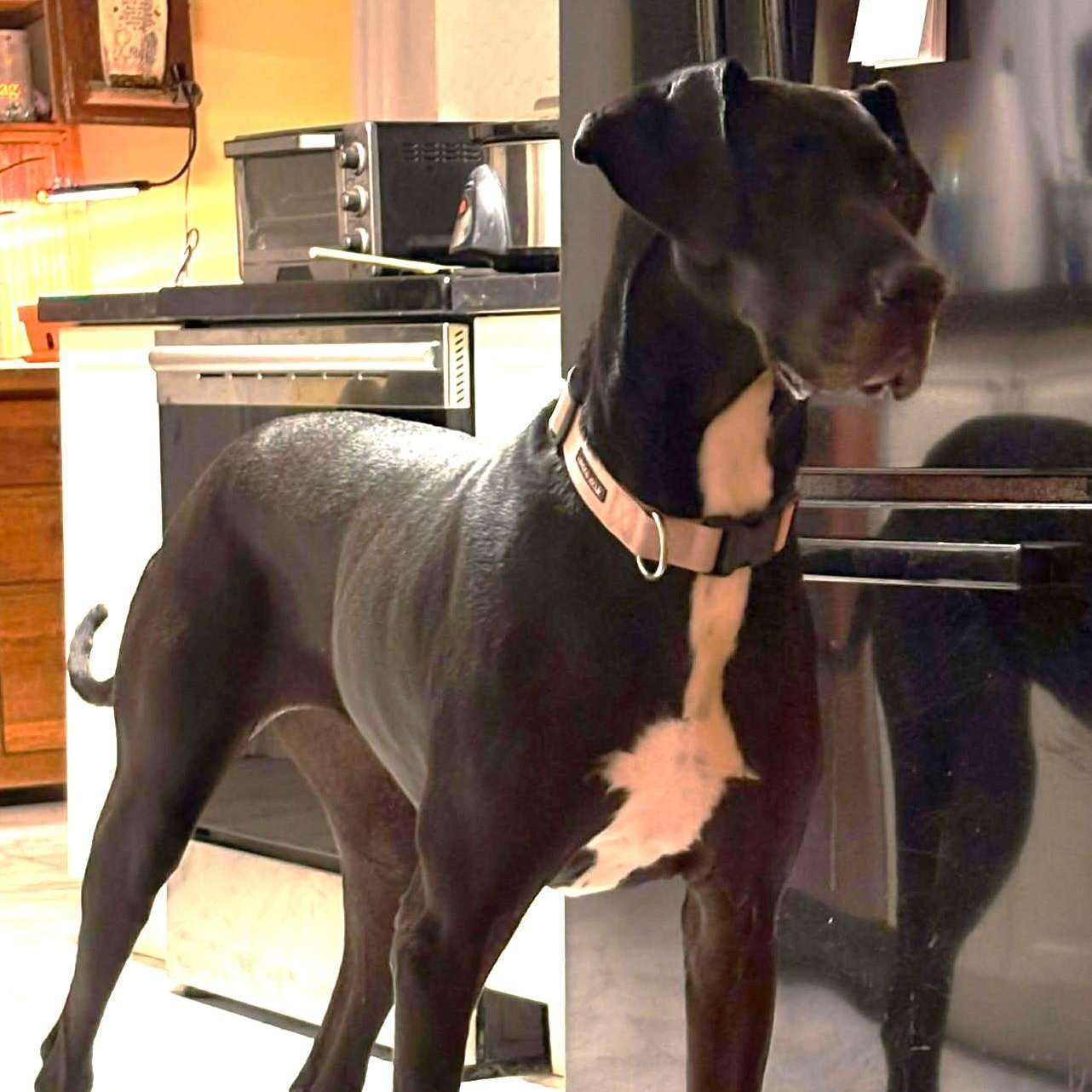 Enlarge Sigourney, a ADOPTABLE Great Dane in Rochester, NY image 6/6