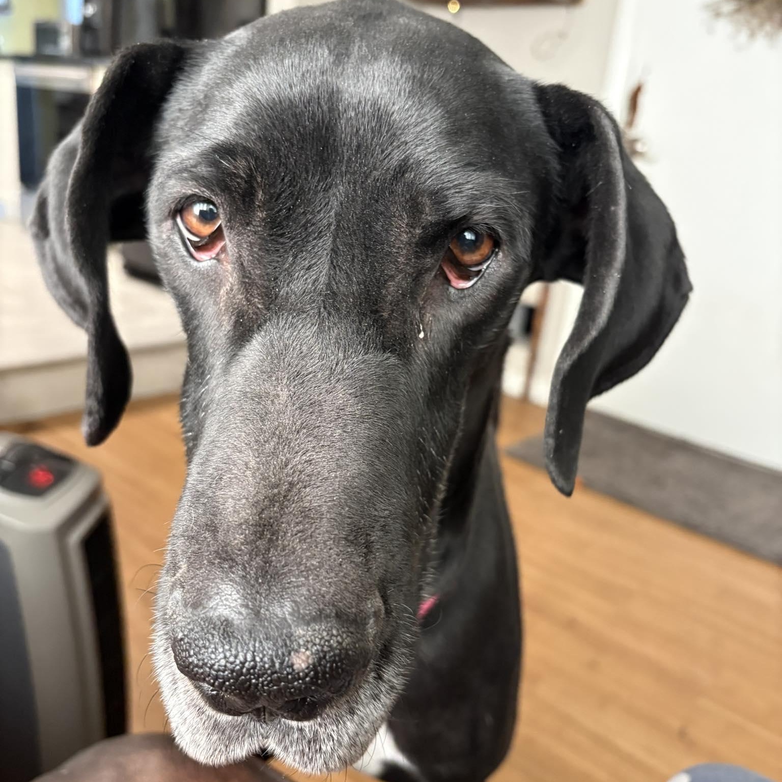 Sigourney, ADOPTABLE, Young Female Great Dane.