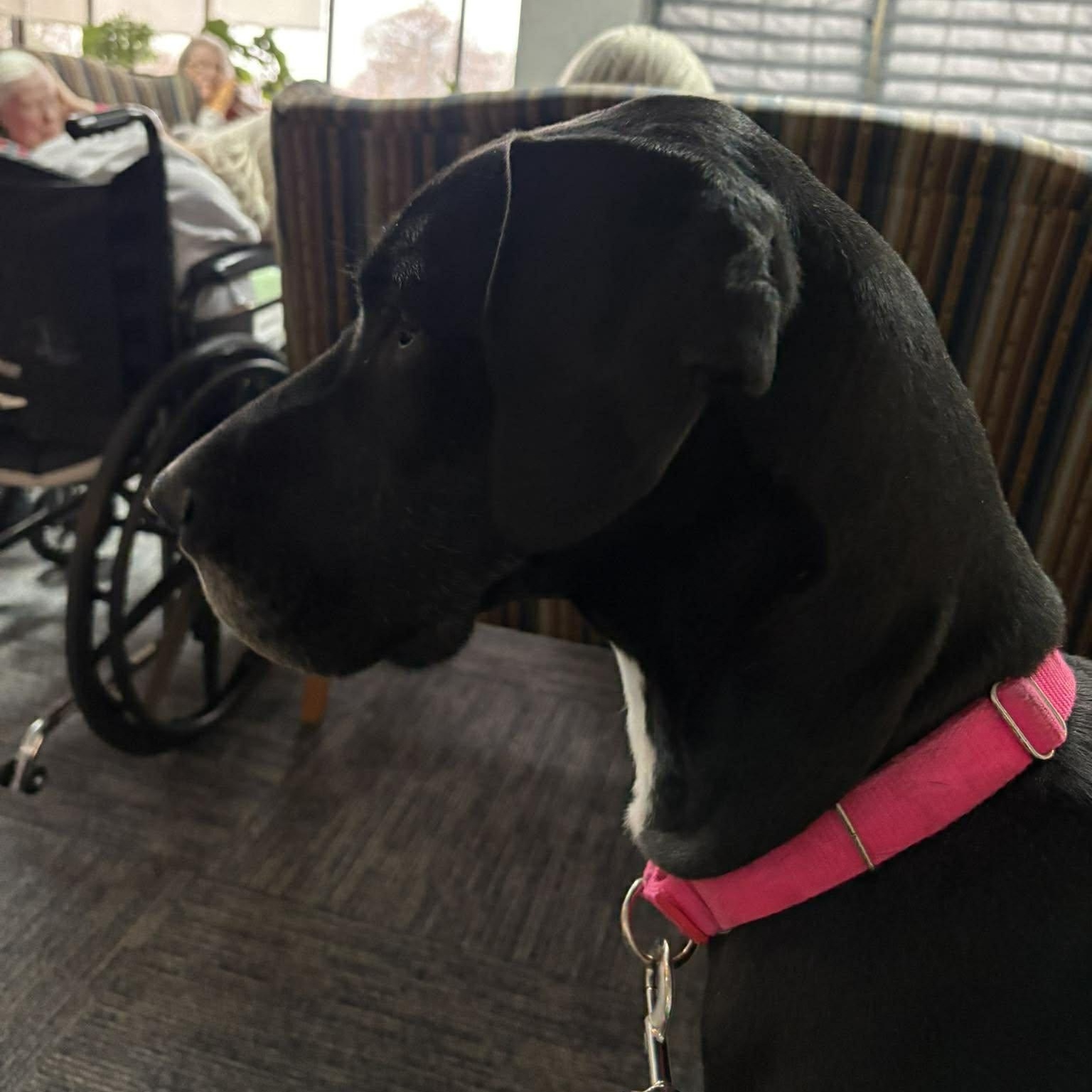 Enlarge Sigourney, a ADOPTABLE Great Dane in Rochester, NY image 6/6