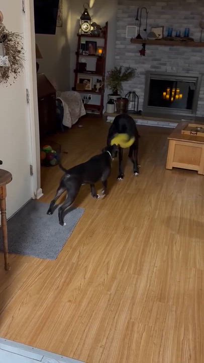 Enlarge Sigourney, a ADOPTABLE Great Dane in Rochester, NY video 5/6