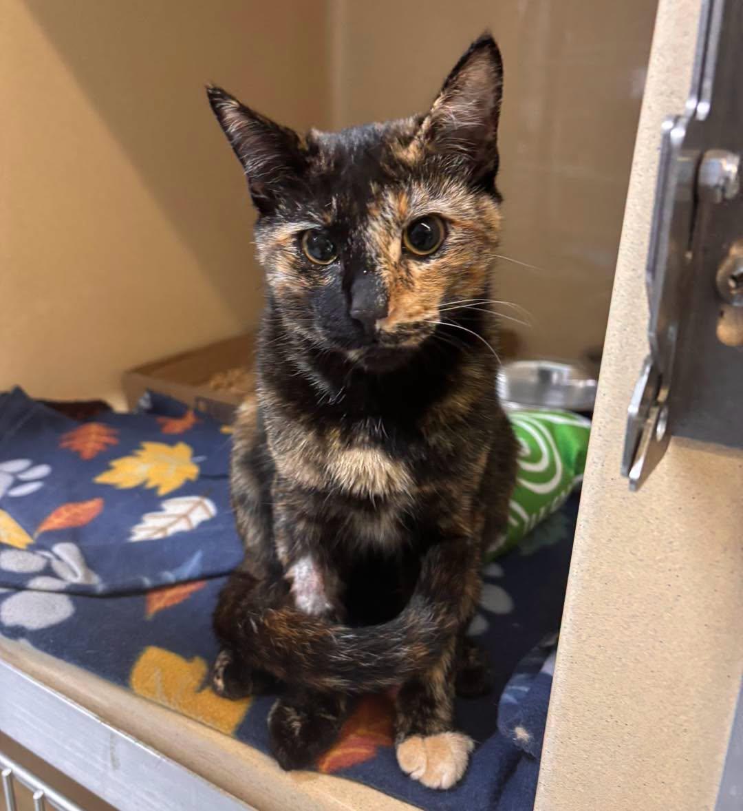 Daphne, Adopted, Young Female Domestic Short Hair.