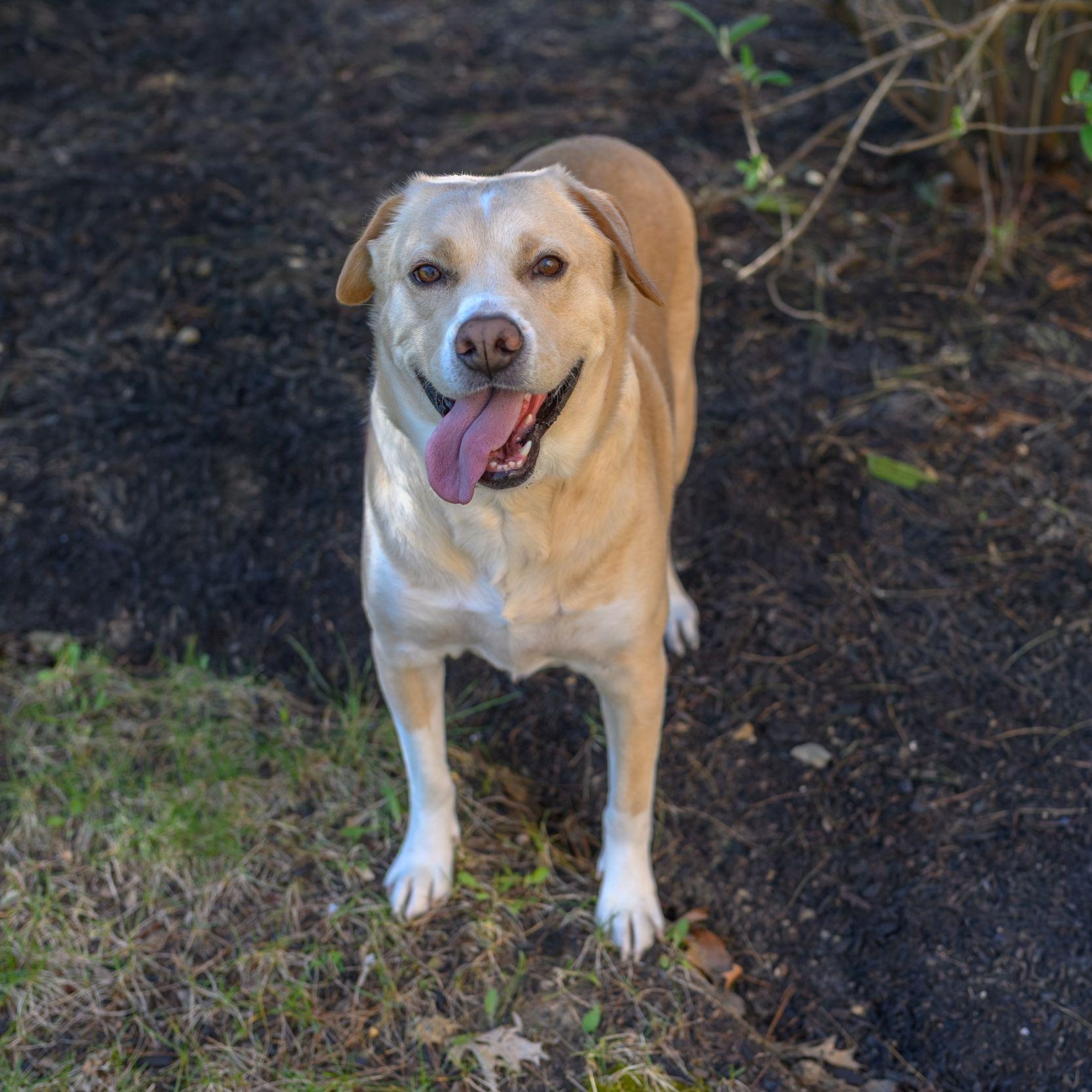 Enlarge WALLY & JUNIOR, a ADOPTABLE Mixed Breed in Hamilton, NJ image 3/6