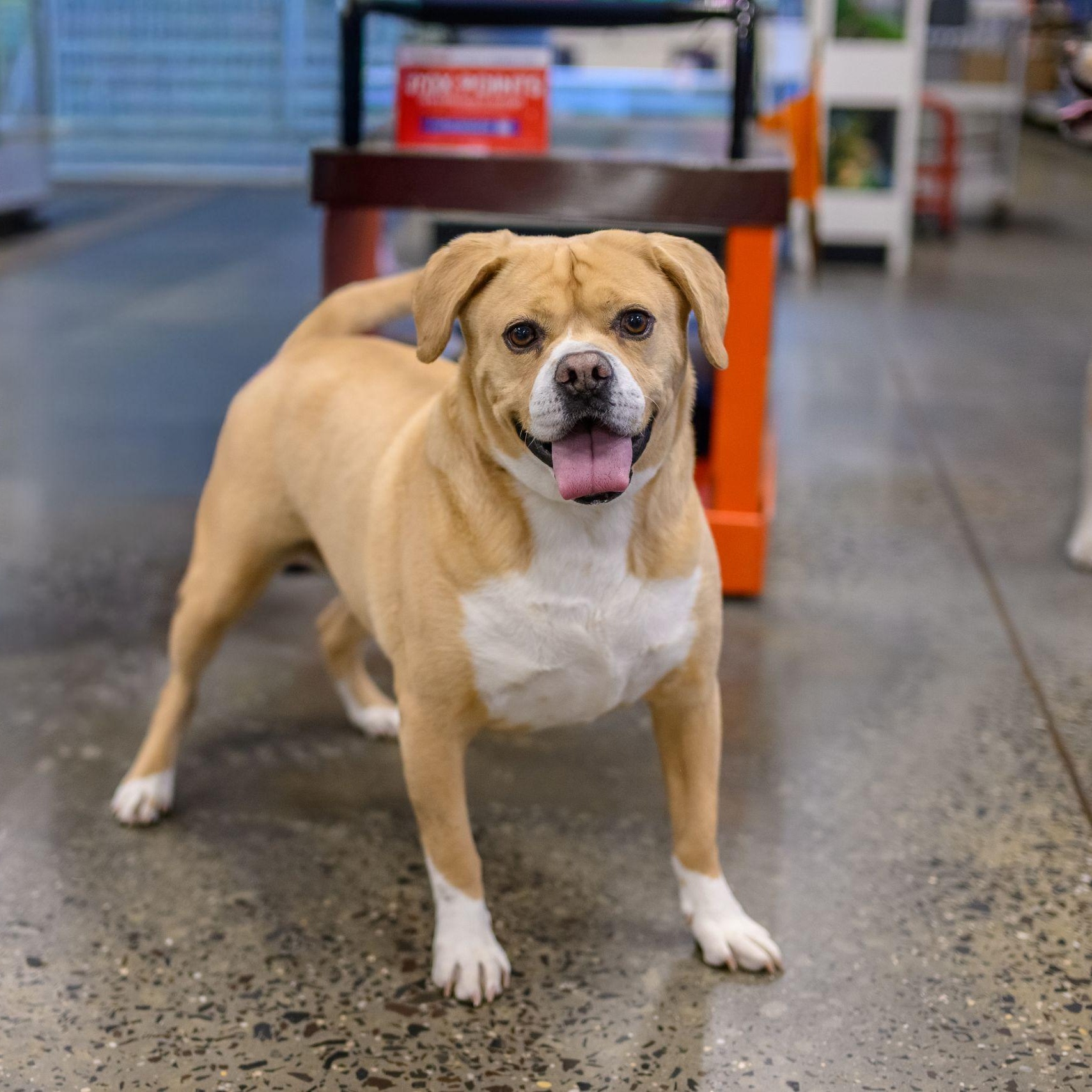 Enlarge WALLY & JUNIOR, a ADOPTABLE Mixed Breed in Hamilton, NJ image 2/6
