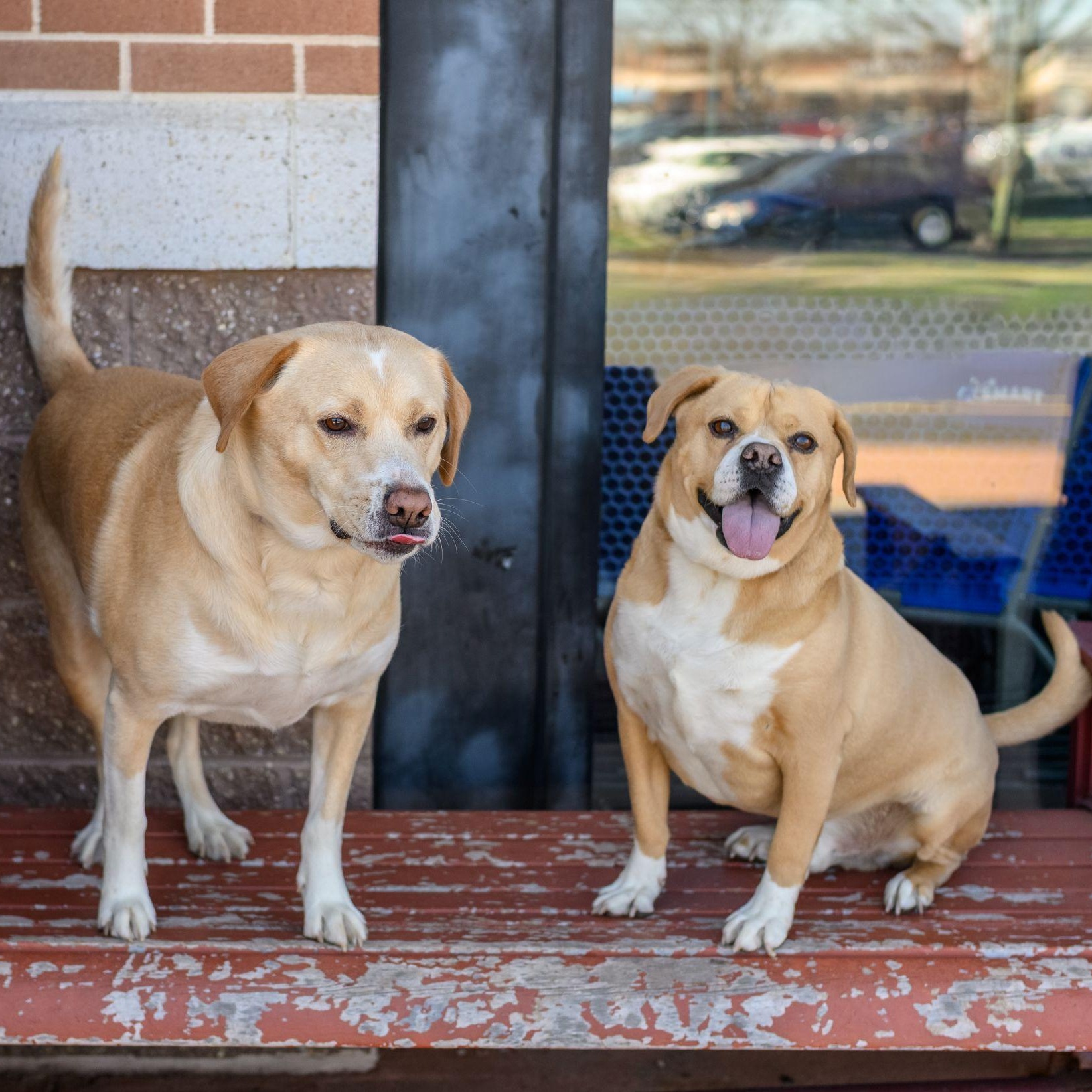 WALLY & JUNIOR, ADOPTABLE, Adult Male Mixed Breed.